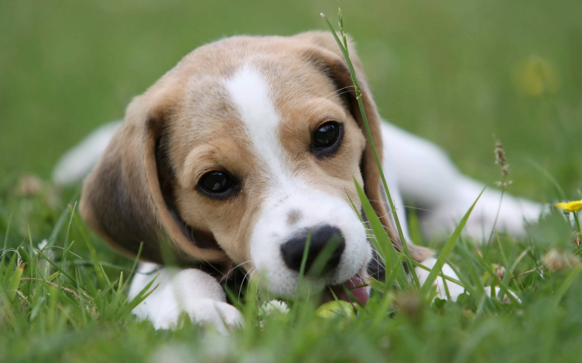 Licking Beagle Dog On Grass Background