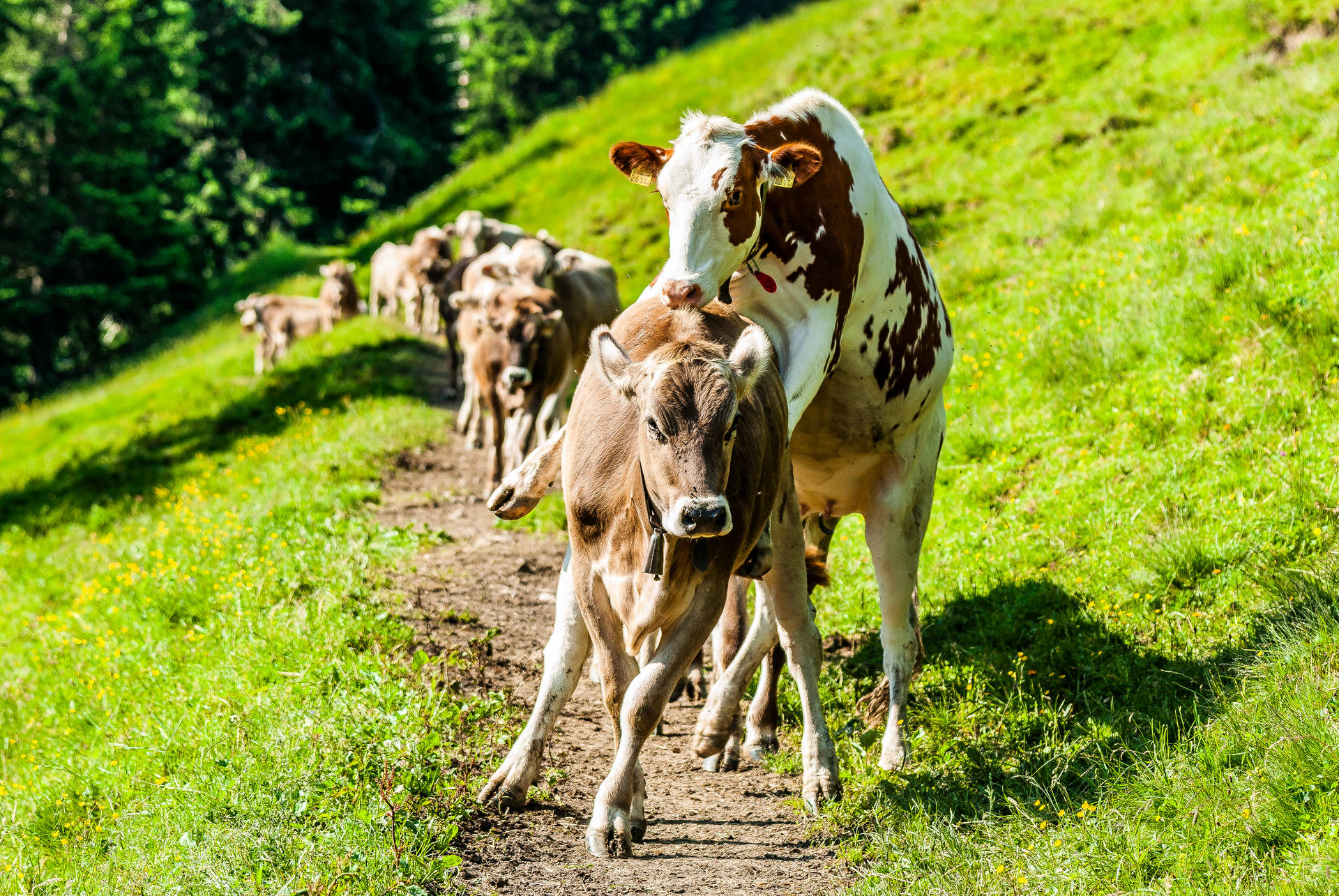 Liechtenstein Cows On A Trail Background
