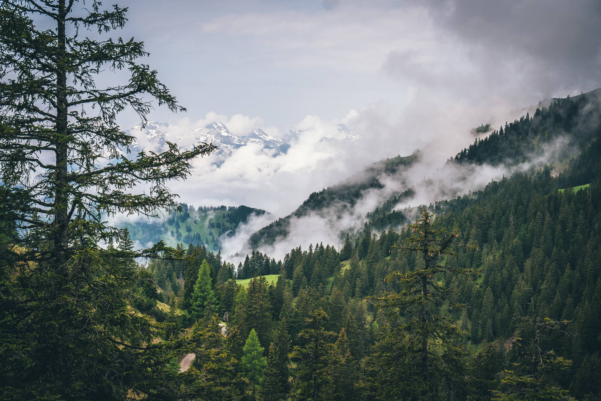 Liechtenstein Pine Forest Background