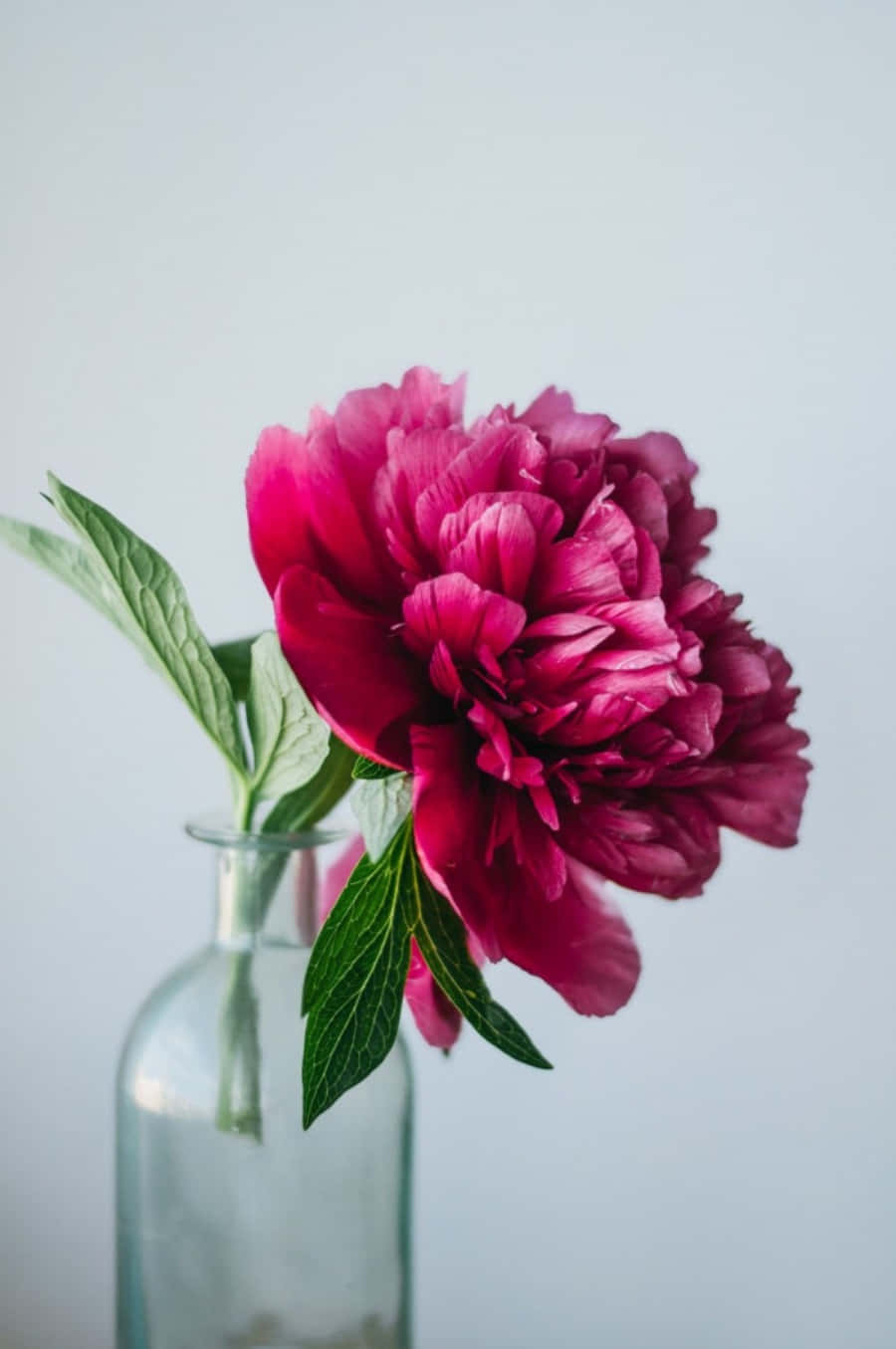 Life Blooms In Color With The New Peony Iphone