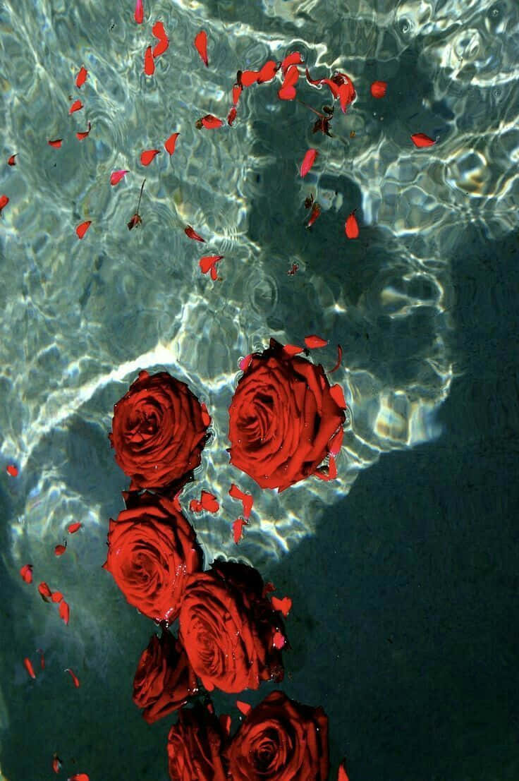 “life Is Celebrated In Color With A Red Flower Aesthetic”