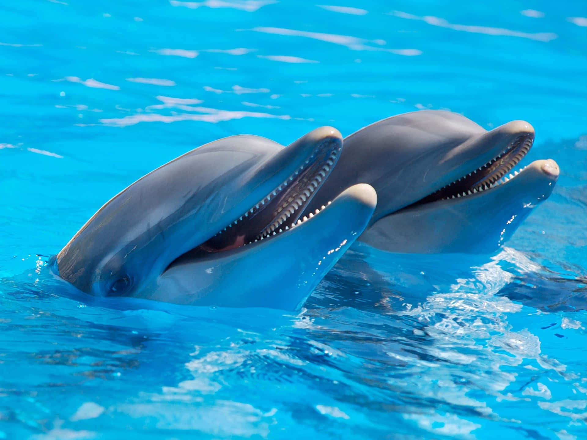 Life Is Just Better When You're Living With A Cool Attitude Like This Dolphin! Background