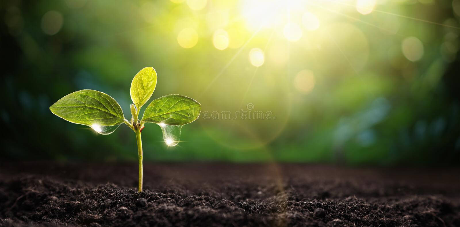 Life Of Plant Background