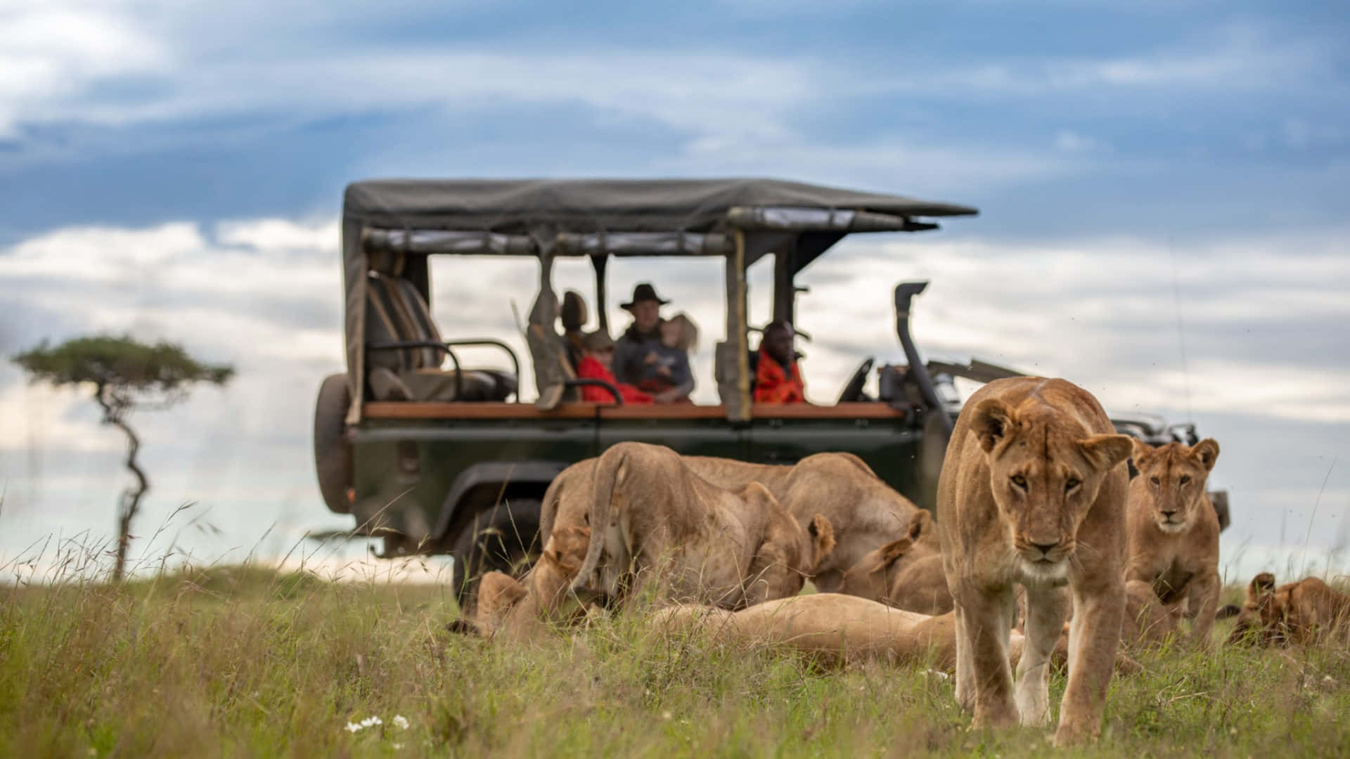 Liger In Masai Mara National Reserve Background