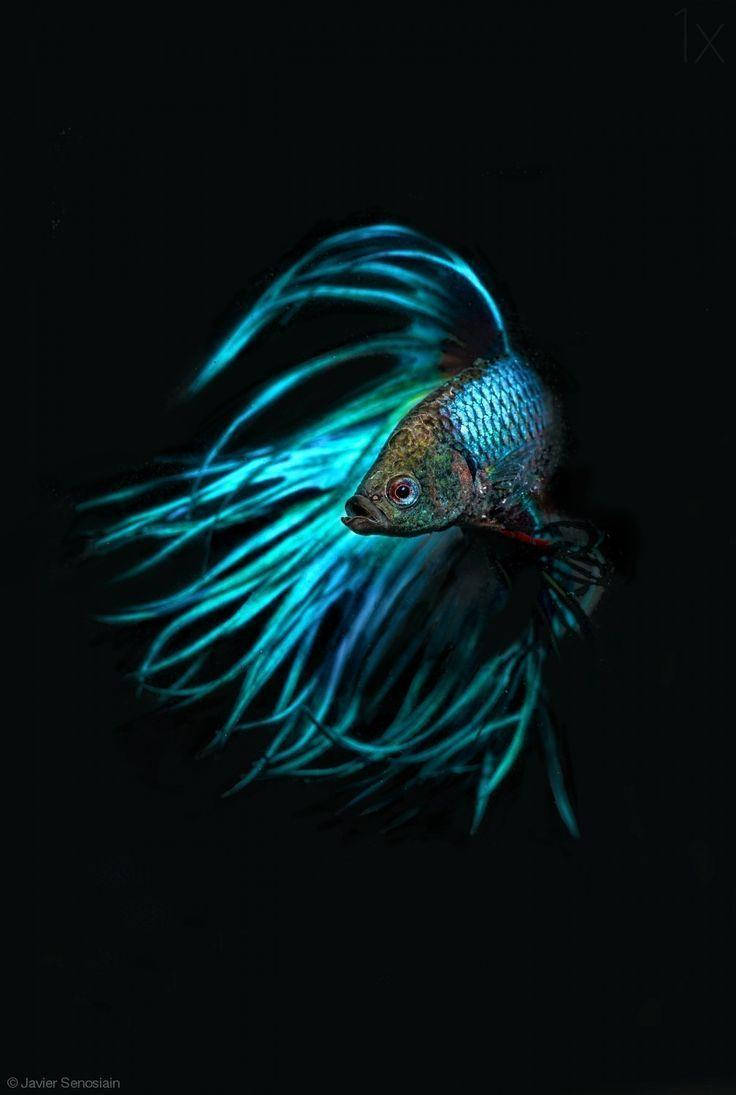 Light Blue Betta Fish