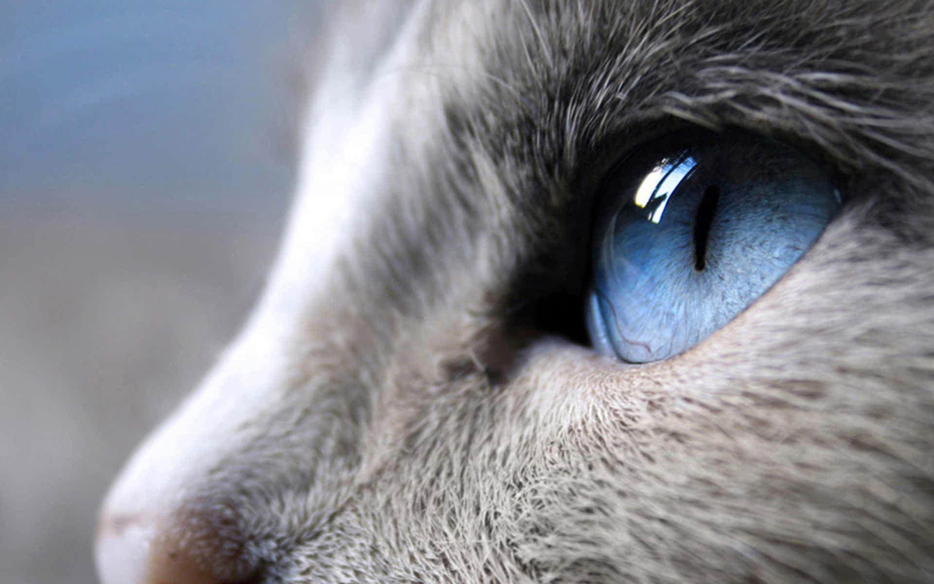 Light Blue Cat Eyes Closed Up