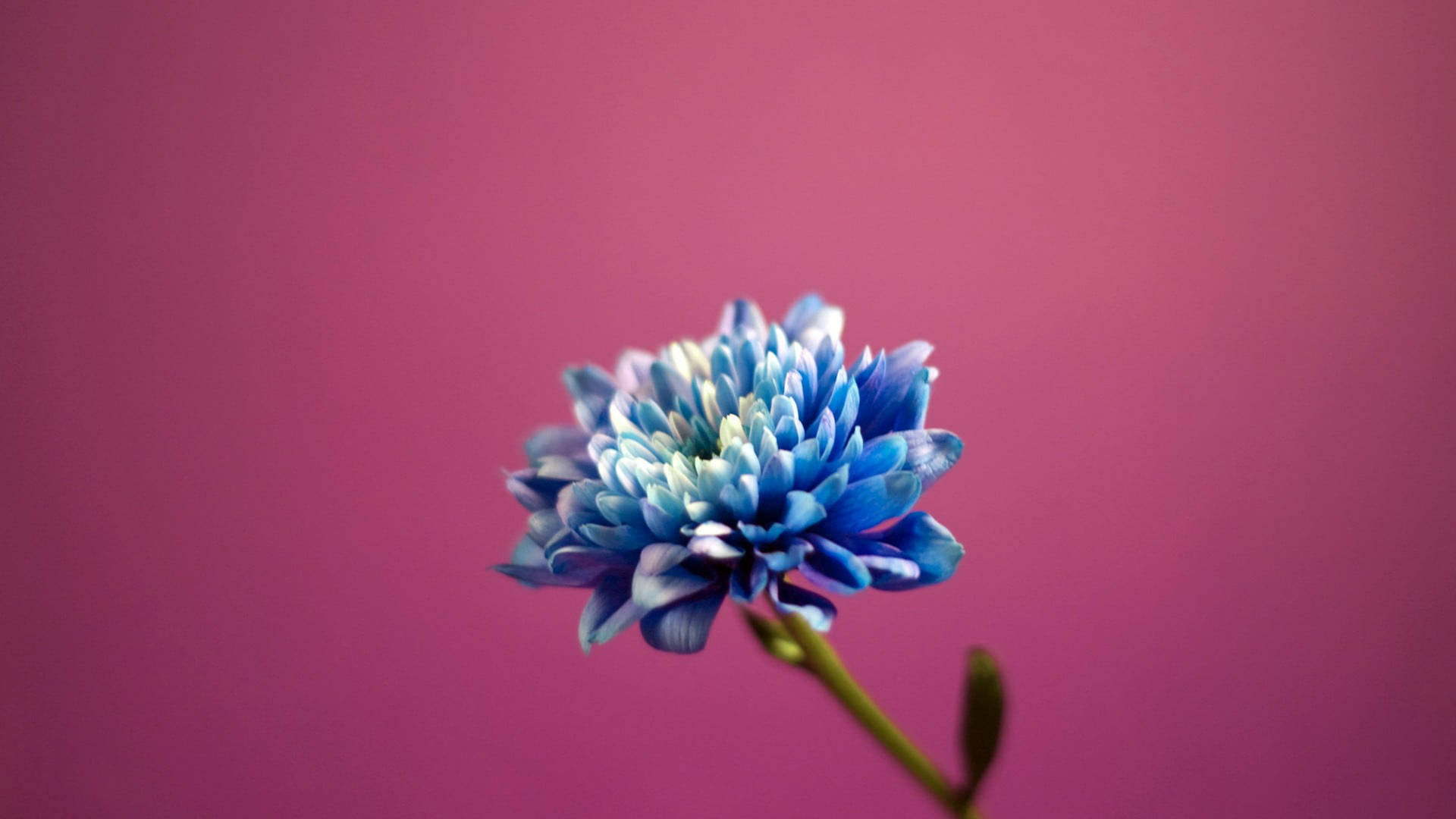 Light Blue Chrysanthemum Background