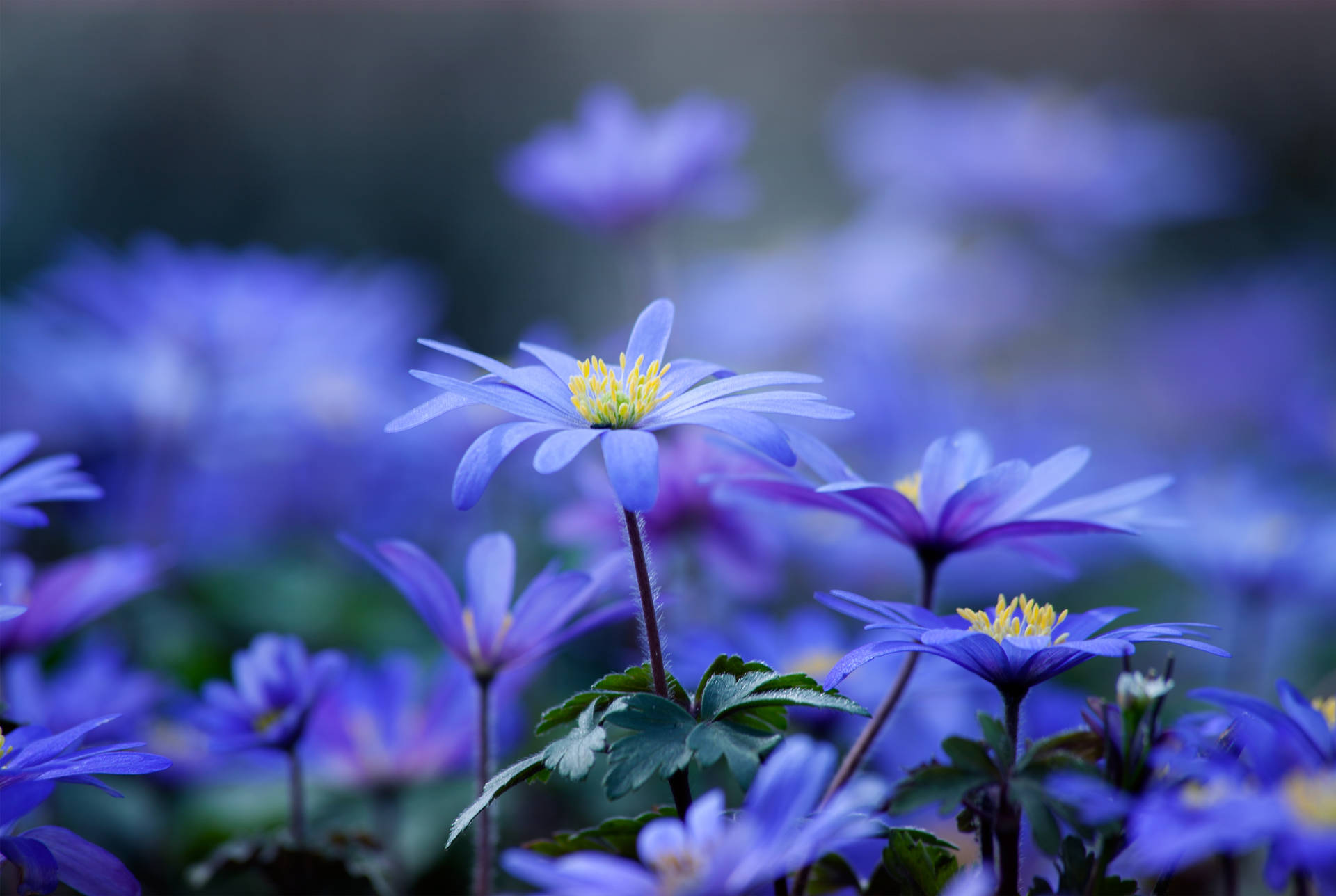 Light Blue Flower Background