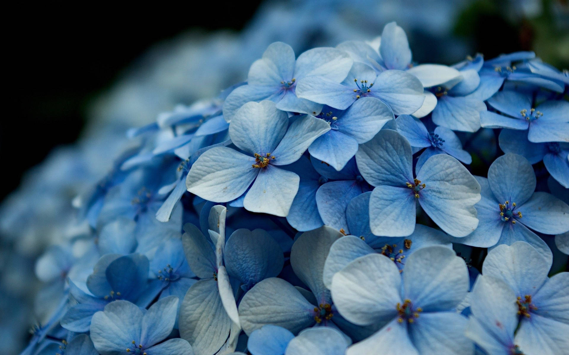 Light Blue Hydrangea Flower Close Up Background