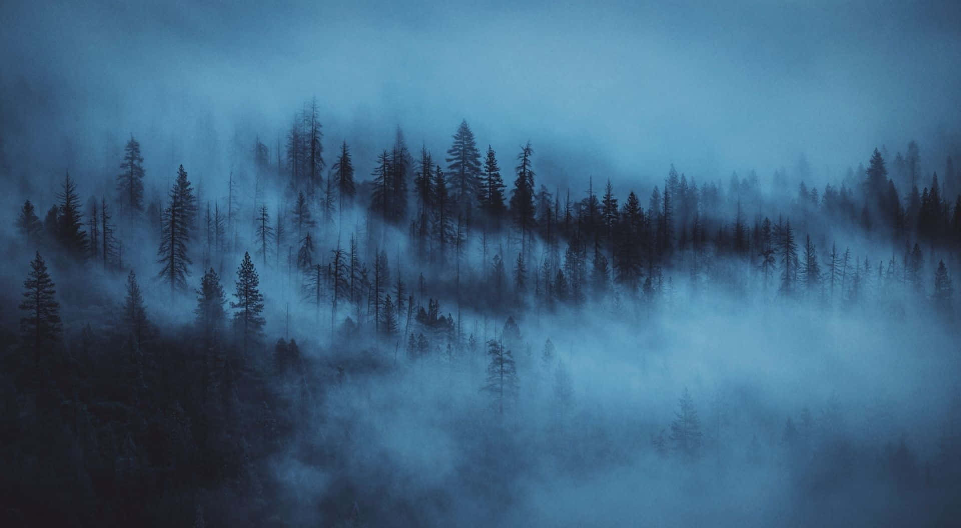 Light Blue Mist Dark Forest Laptop Background