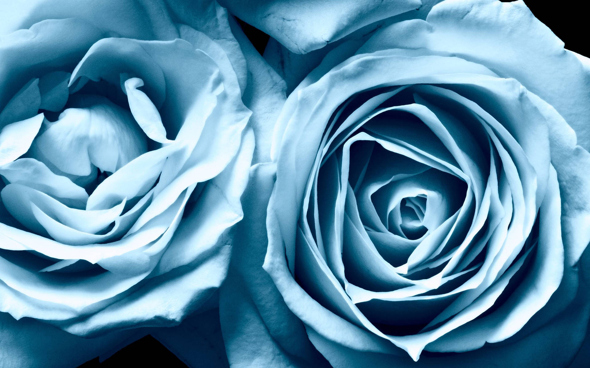 Light Blue Rose Aesthetic Background