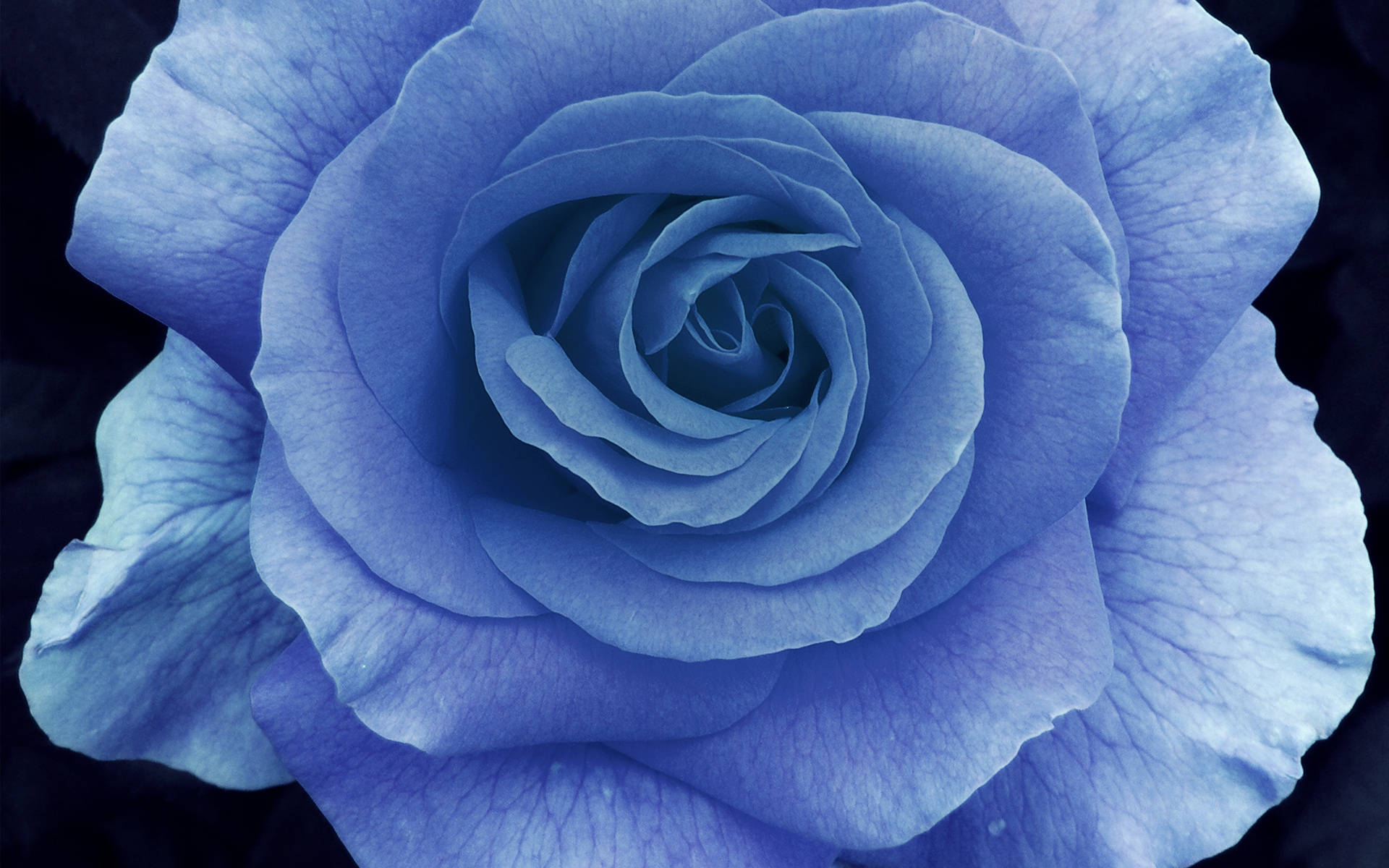 Light Blue Rose Close-up