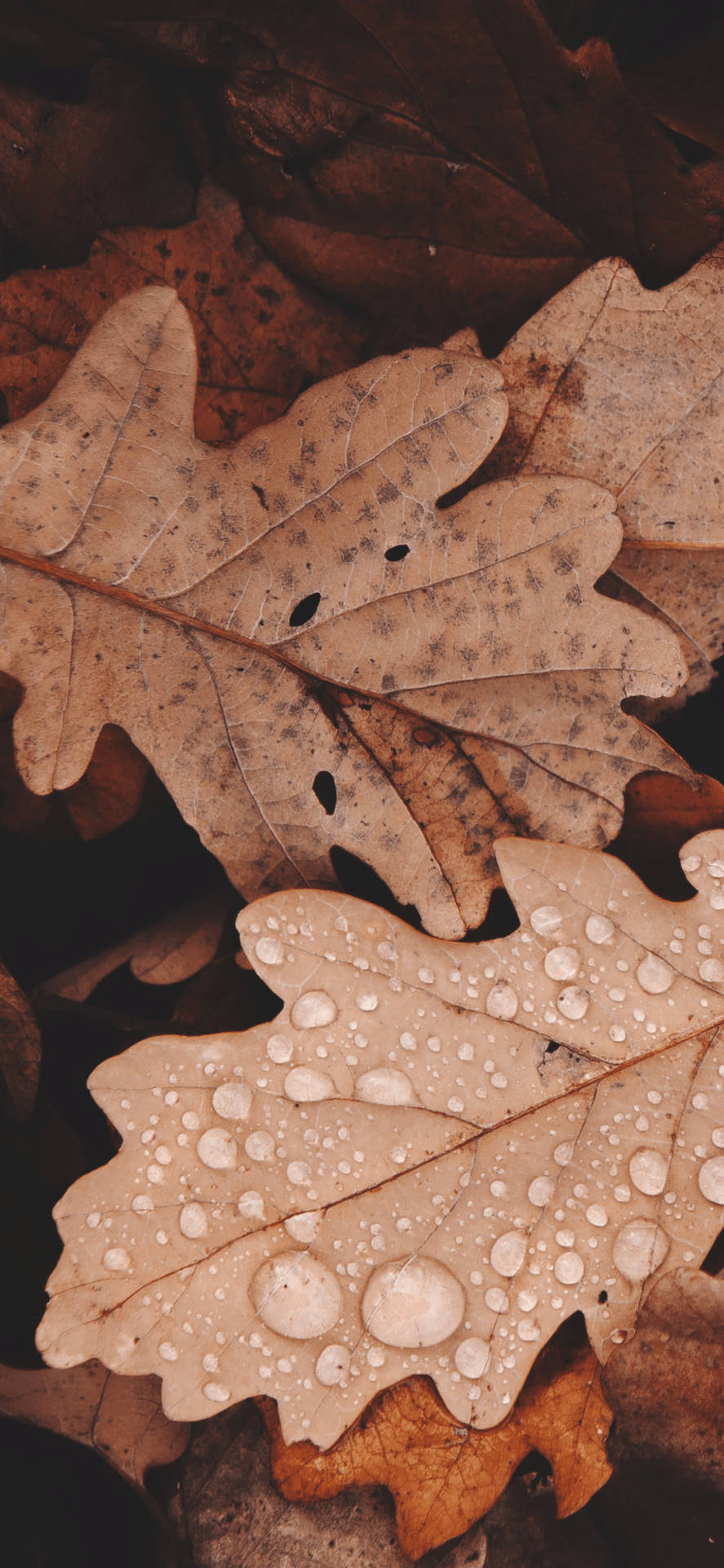 Light Brown Autumn Leaves Background