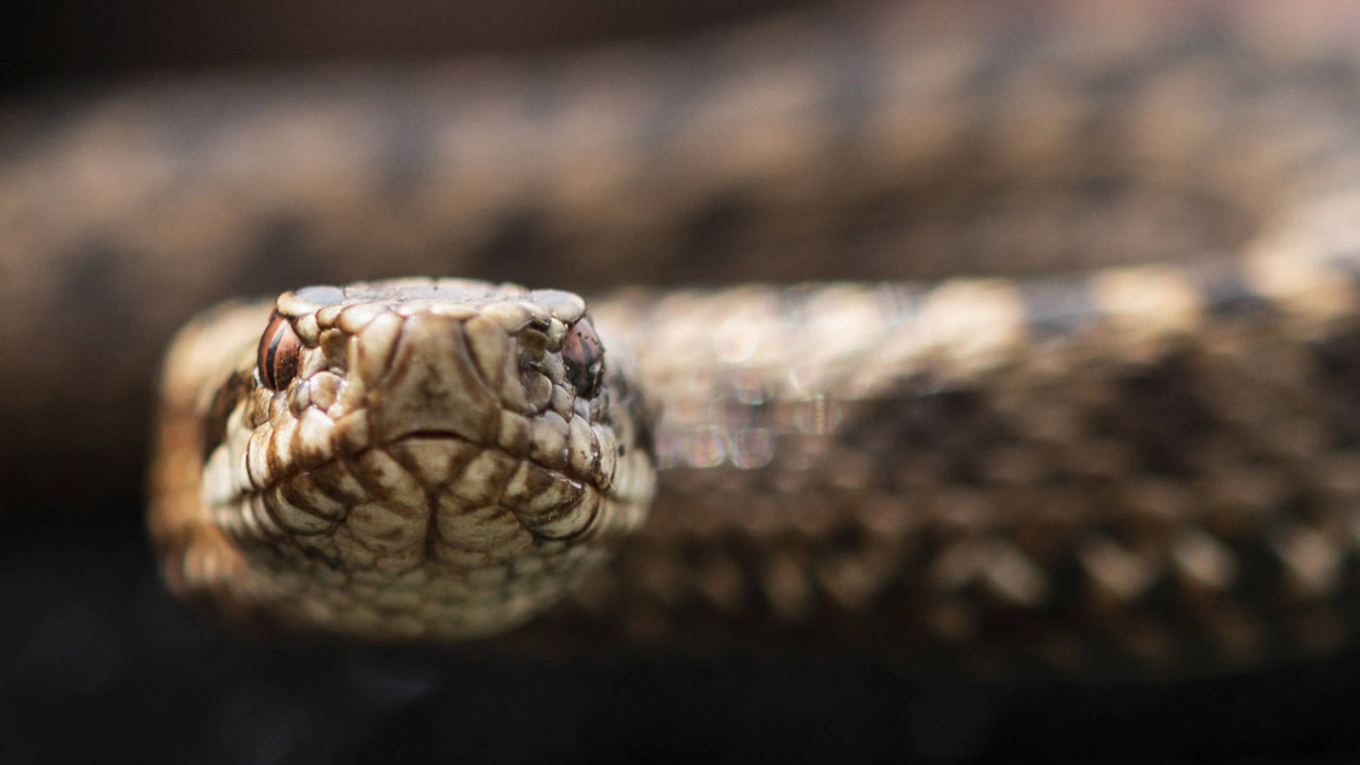 Light Brown Cottonmouth