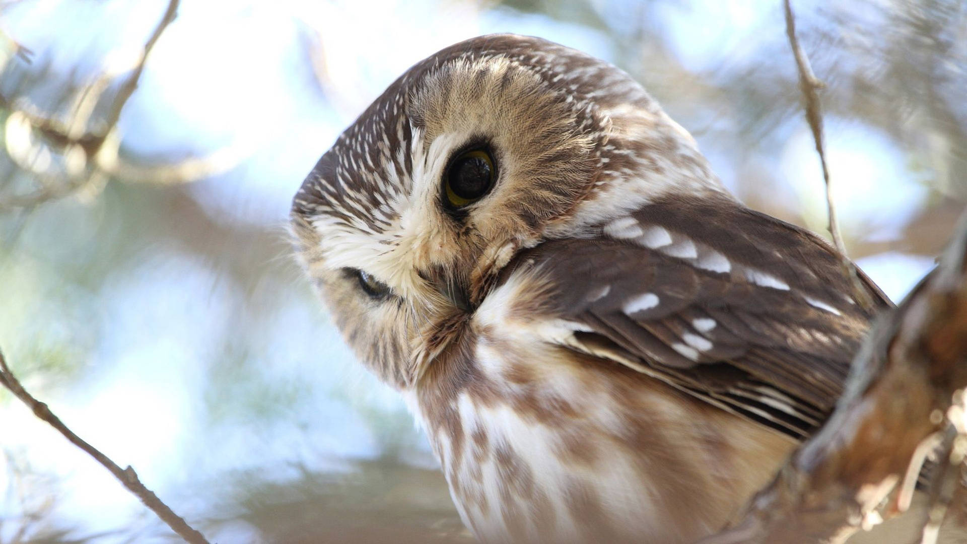 Light Brown Cute Owl