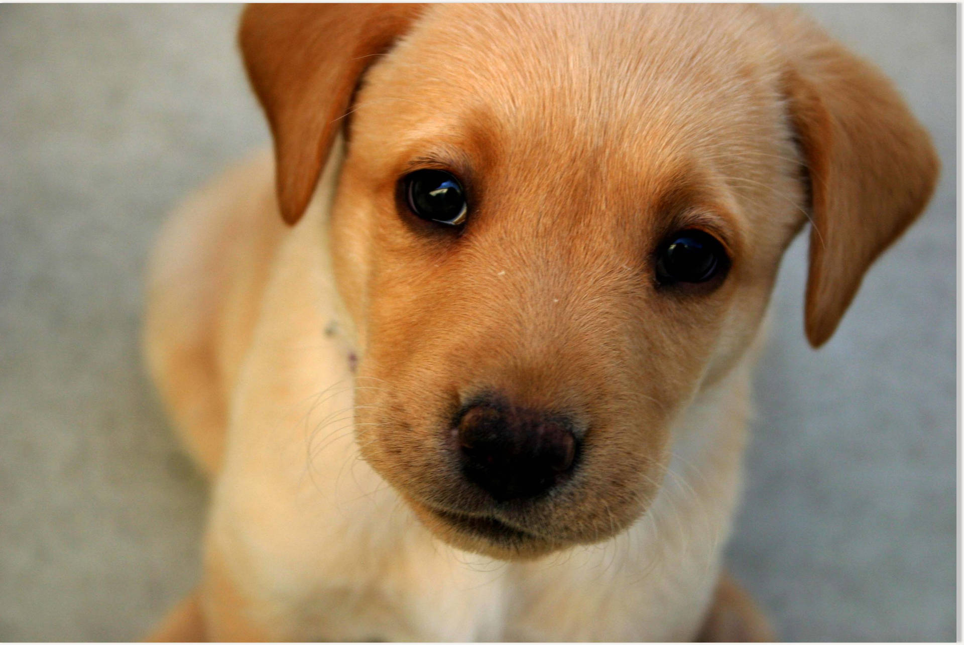 Light Brown Cute Puppy Black Eyes Background