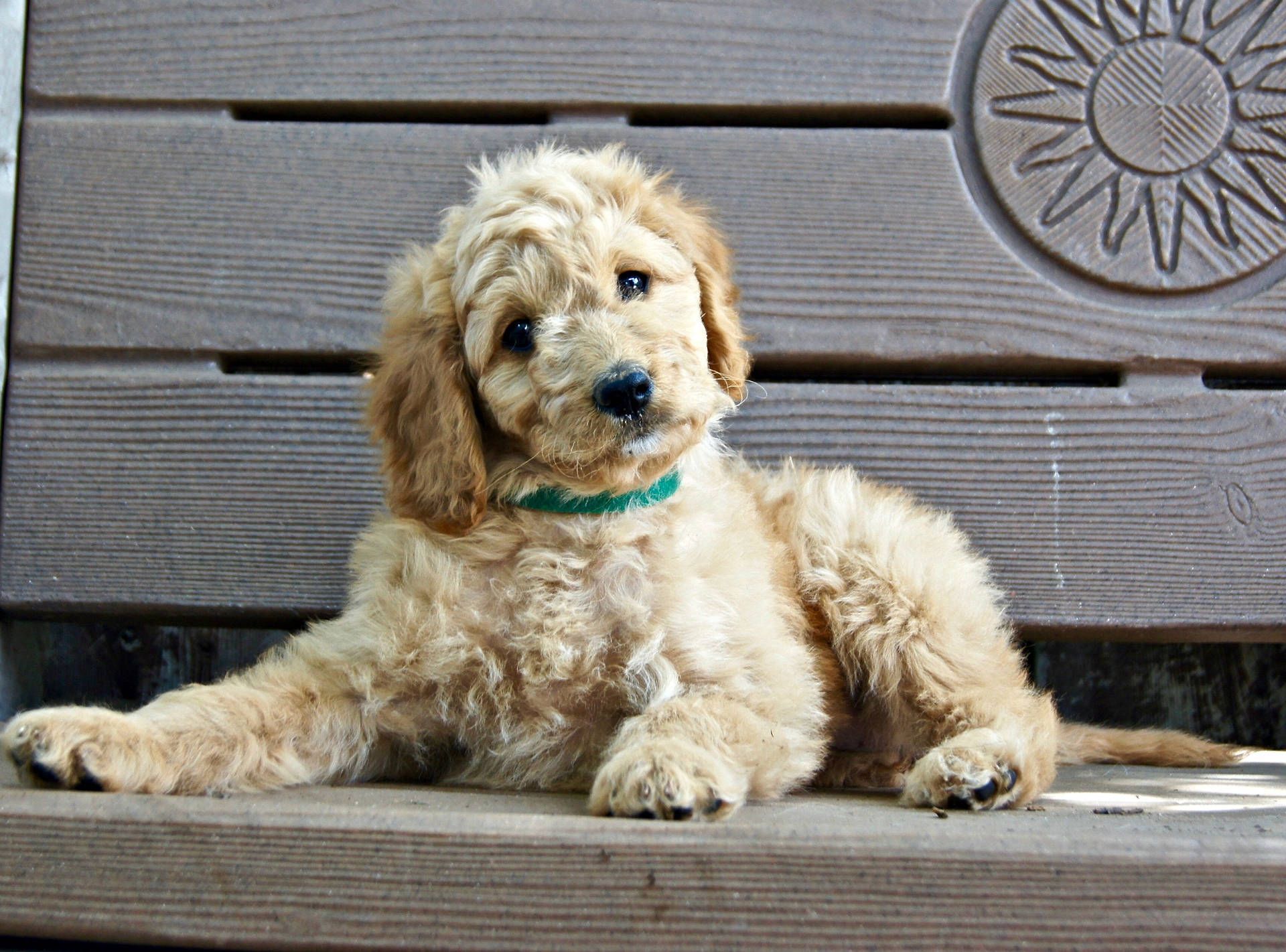 Light Brown Cute Puppy On Bench Background