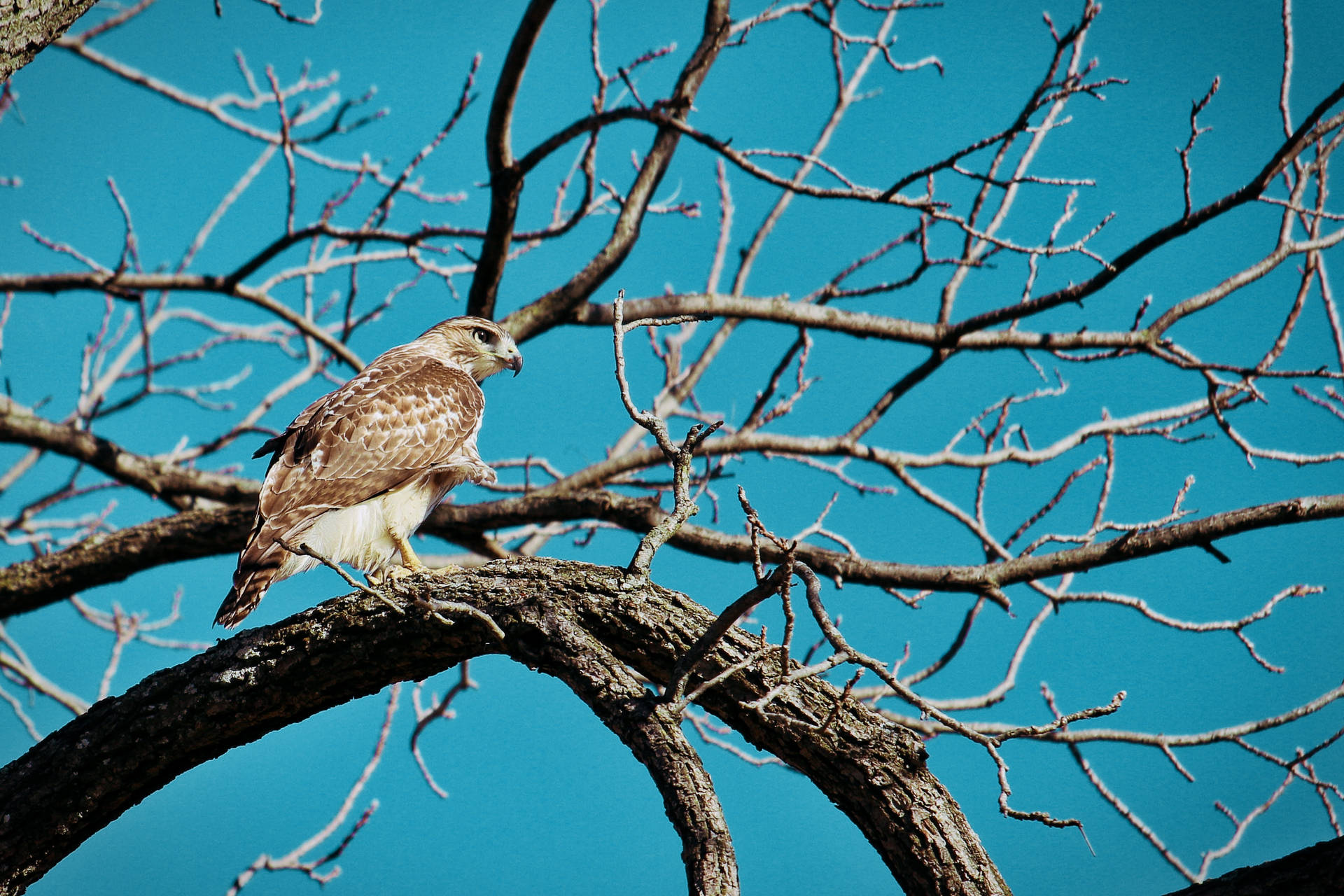 Light Brown Falcon On Tree Background