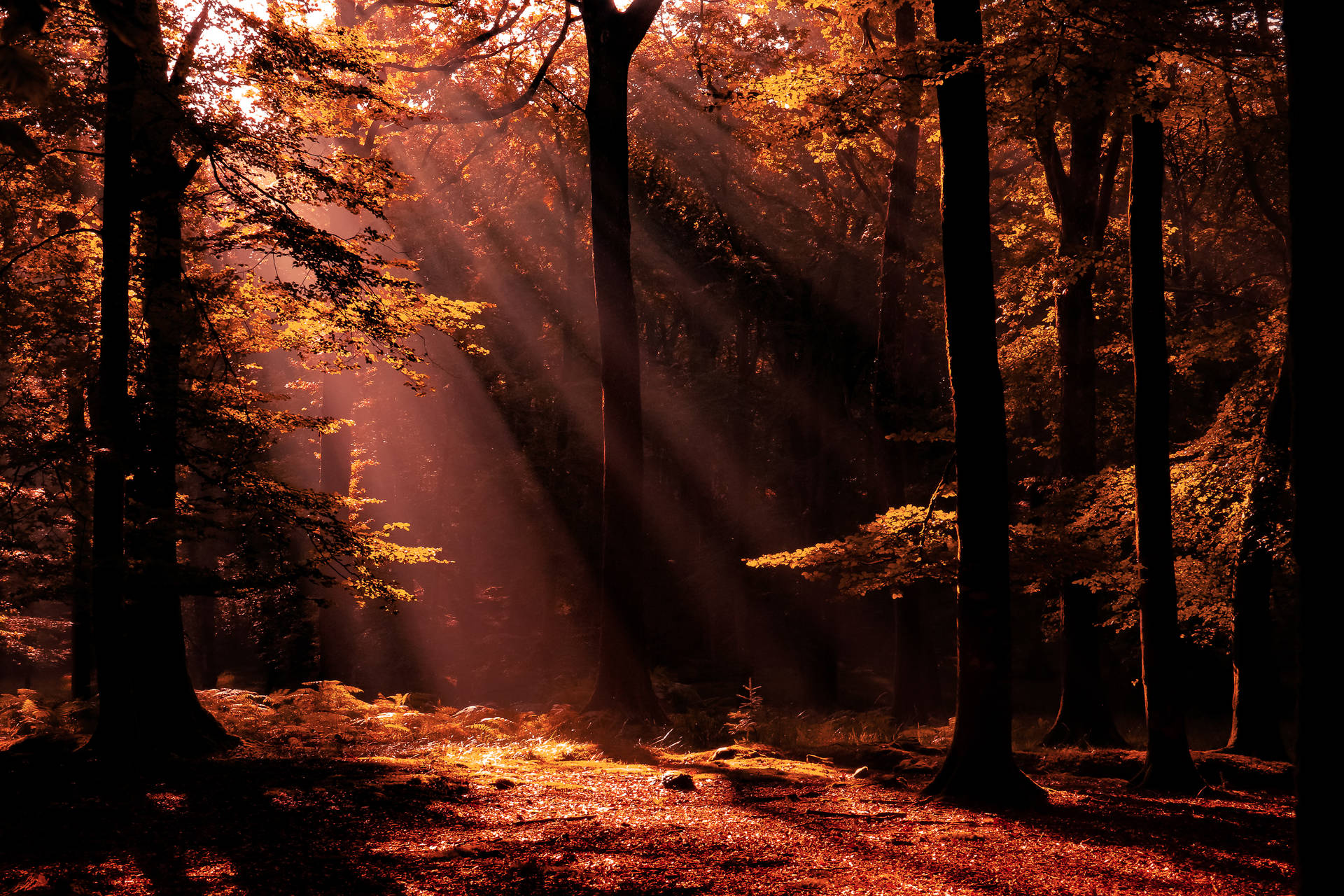 Light Brown Forest Sunbeams Background