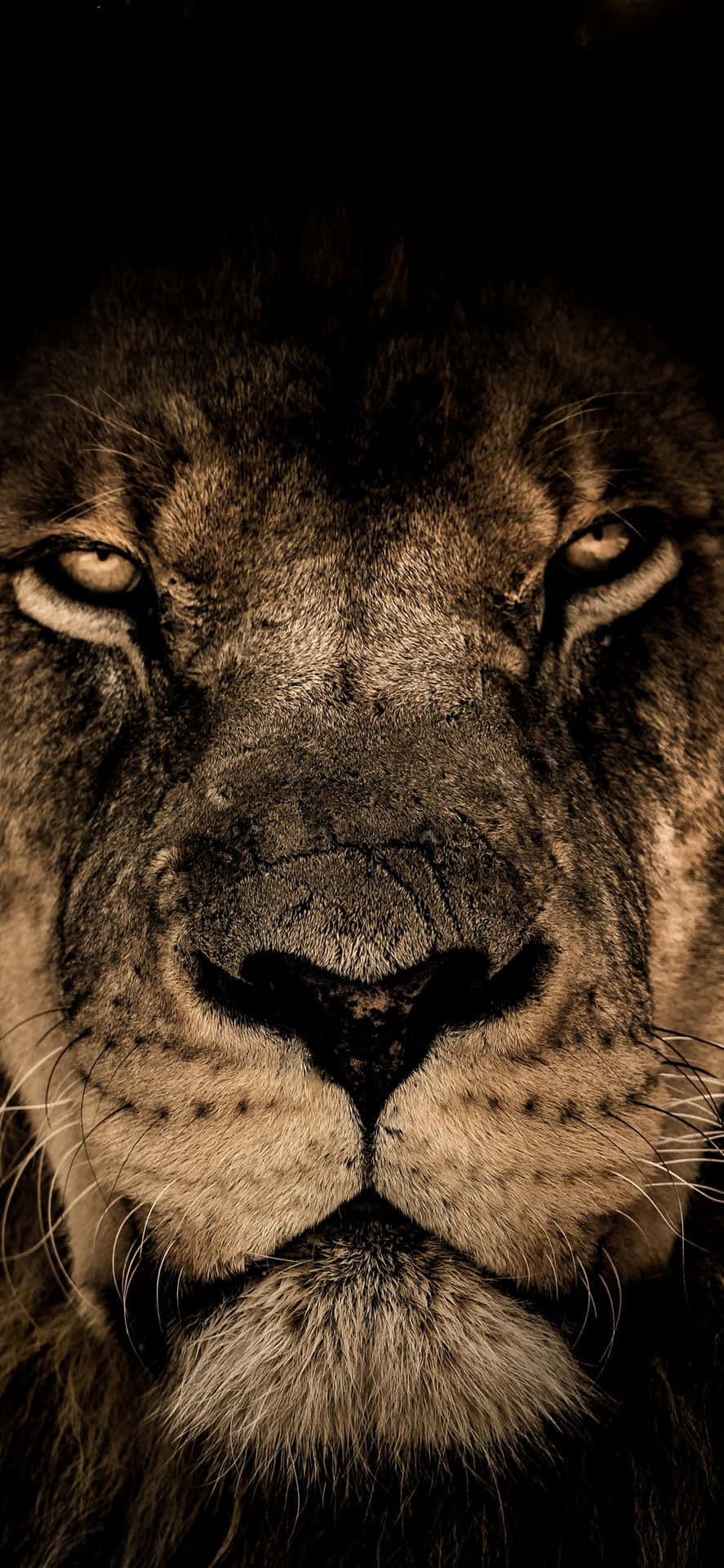 Light Brown Lion Face Background