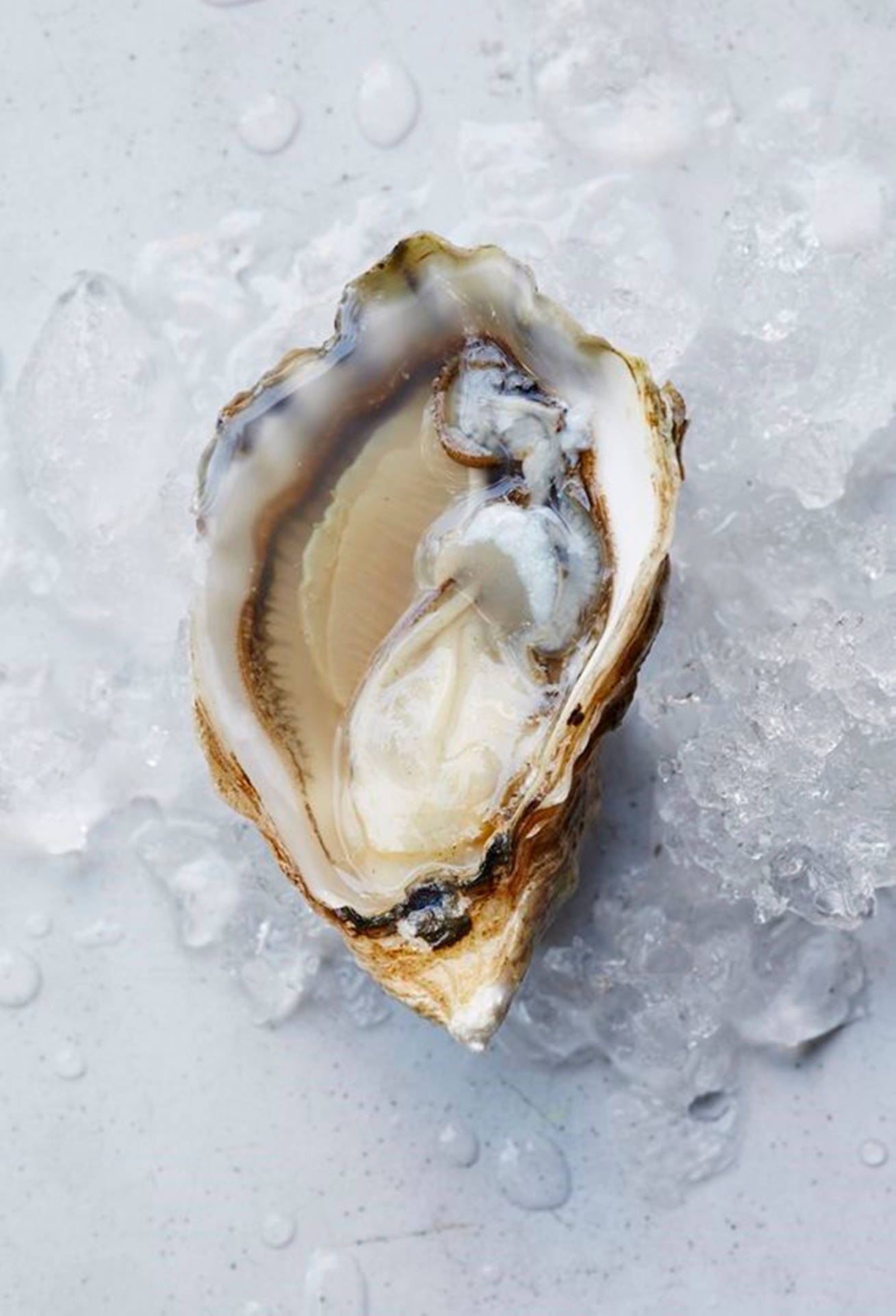 Light Brown Oyster On Ice Background