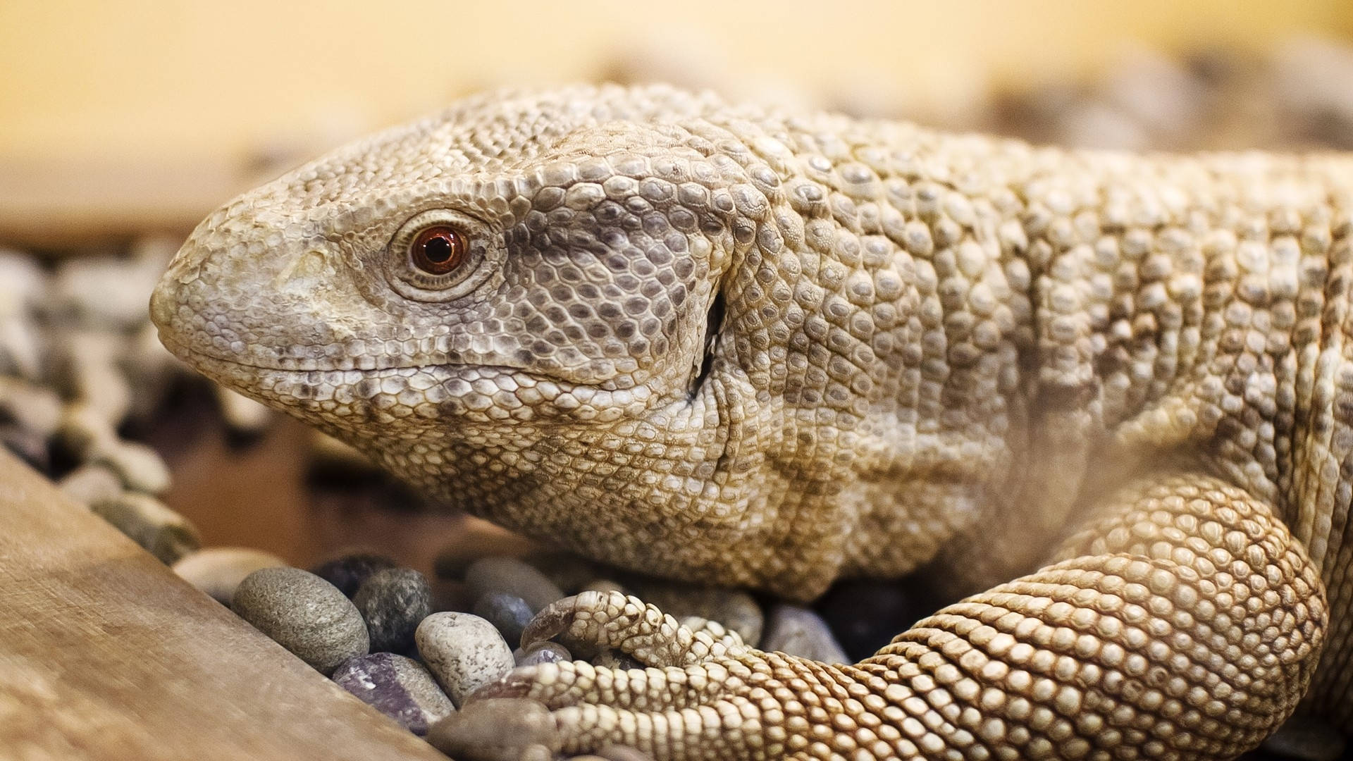 Light Brown Savannah Monitor Lizard Background