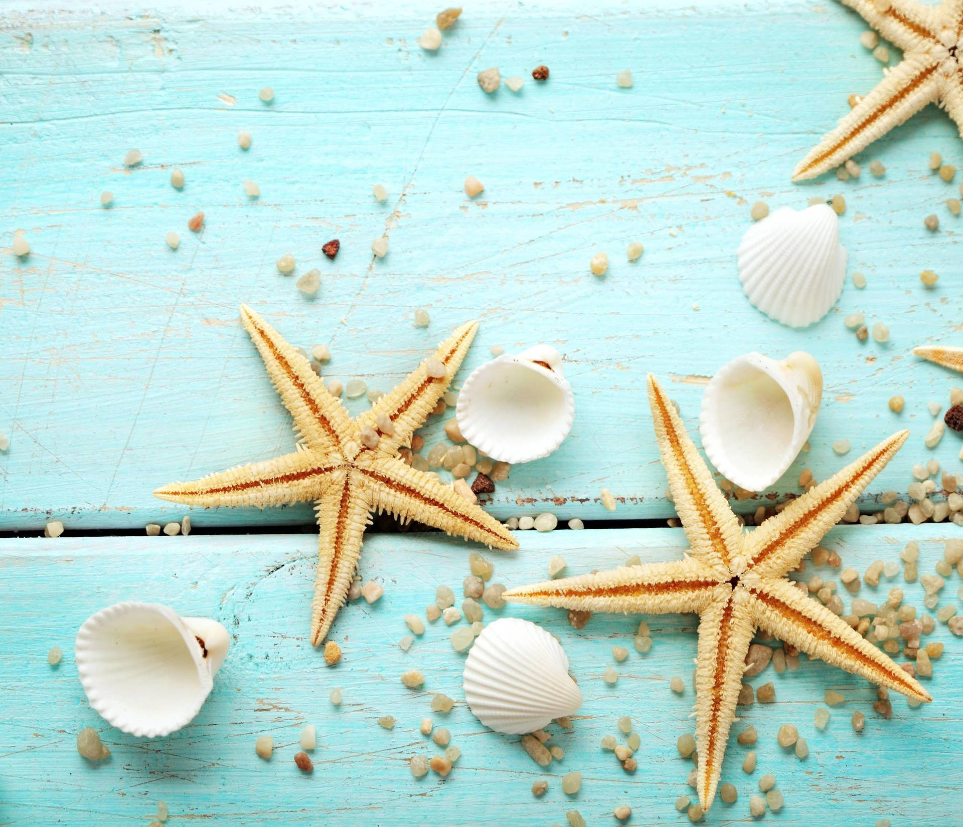 Light Brown Starfish White Sea Shells Background