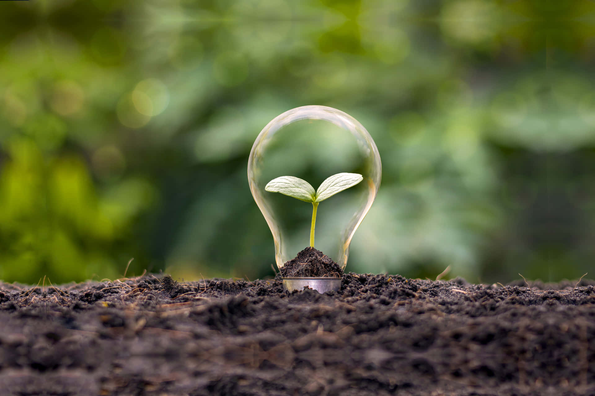 Light Bulb With Plant And Soil Background