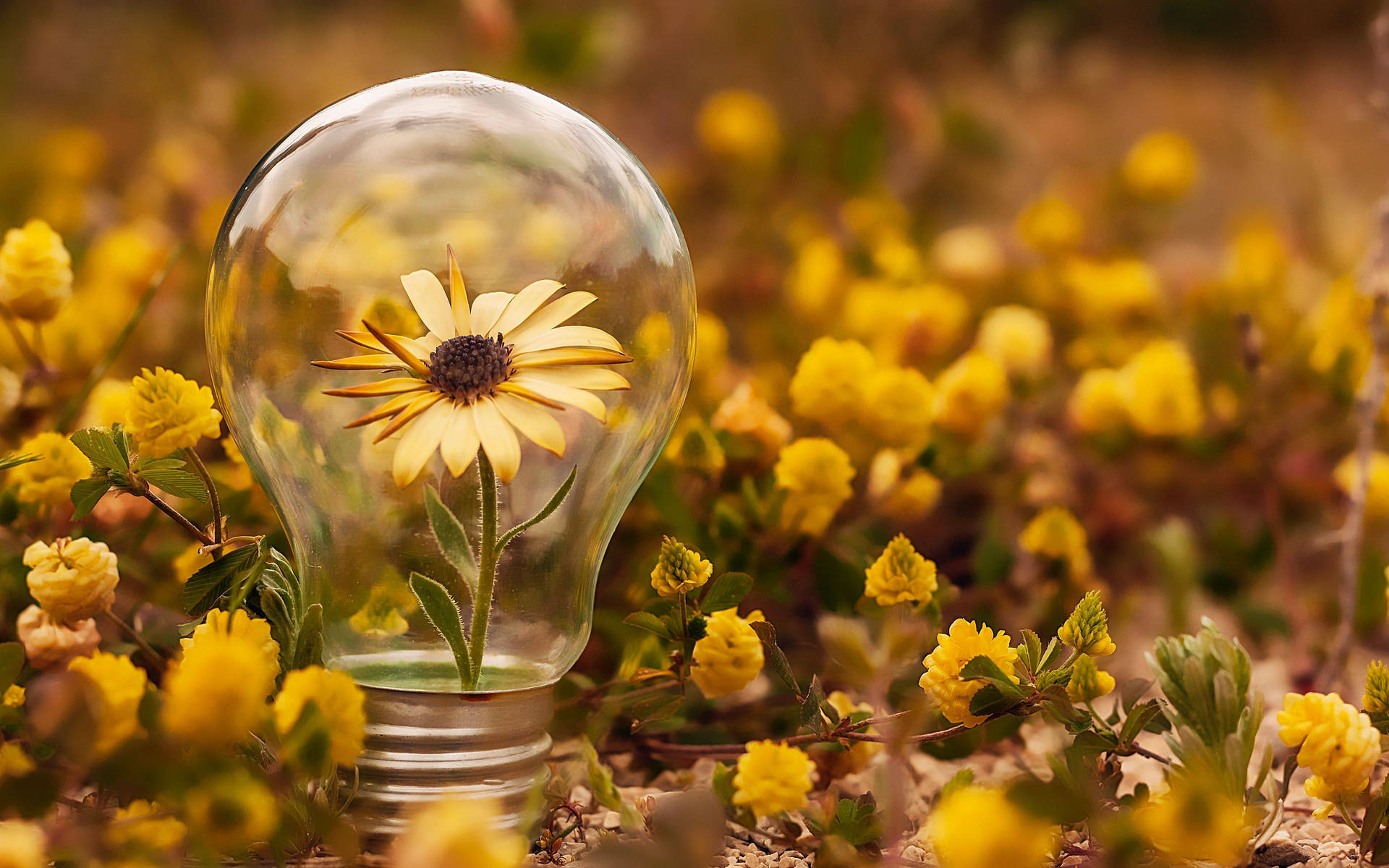 Light Bulb With Sunflowers