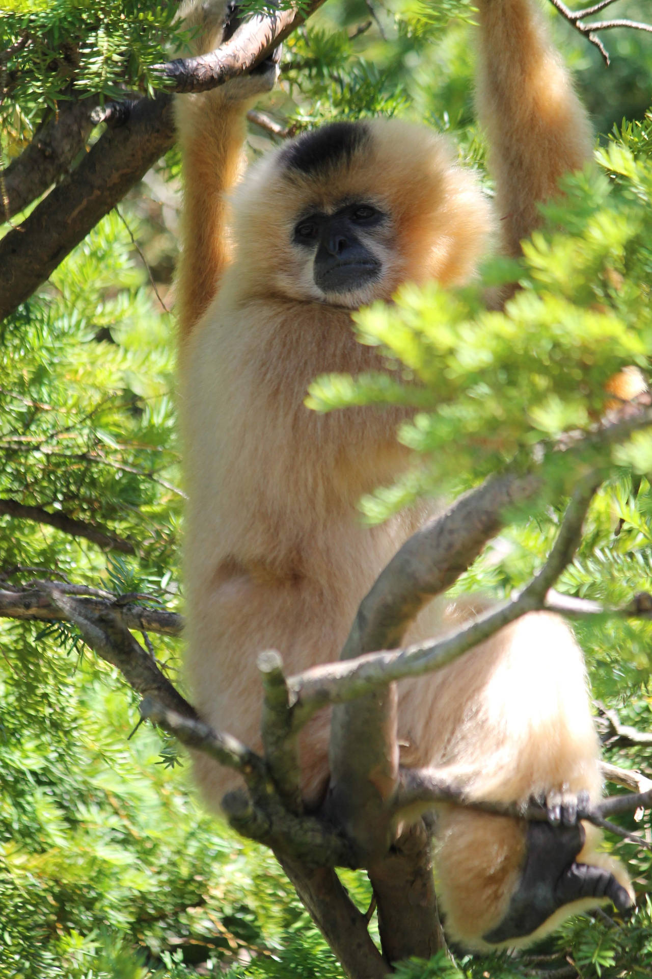 Light Colored Gibbon