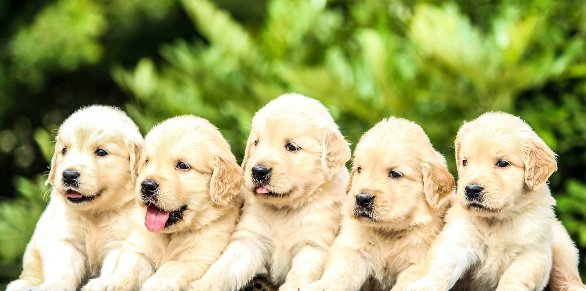 Light Golden Retriever Puppies