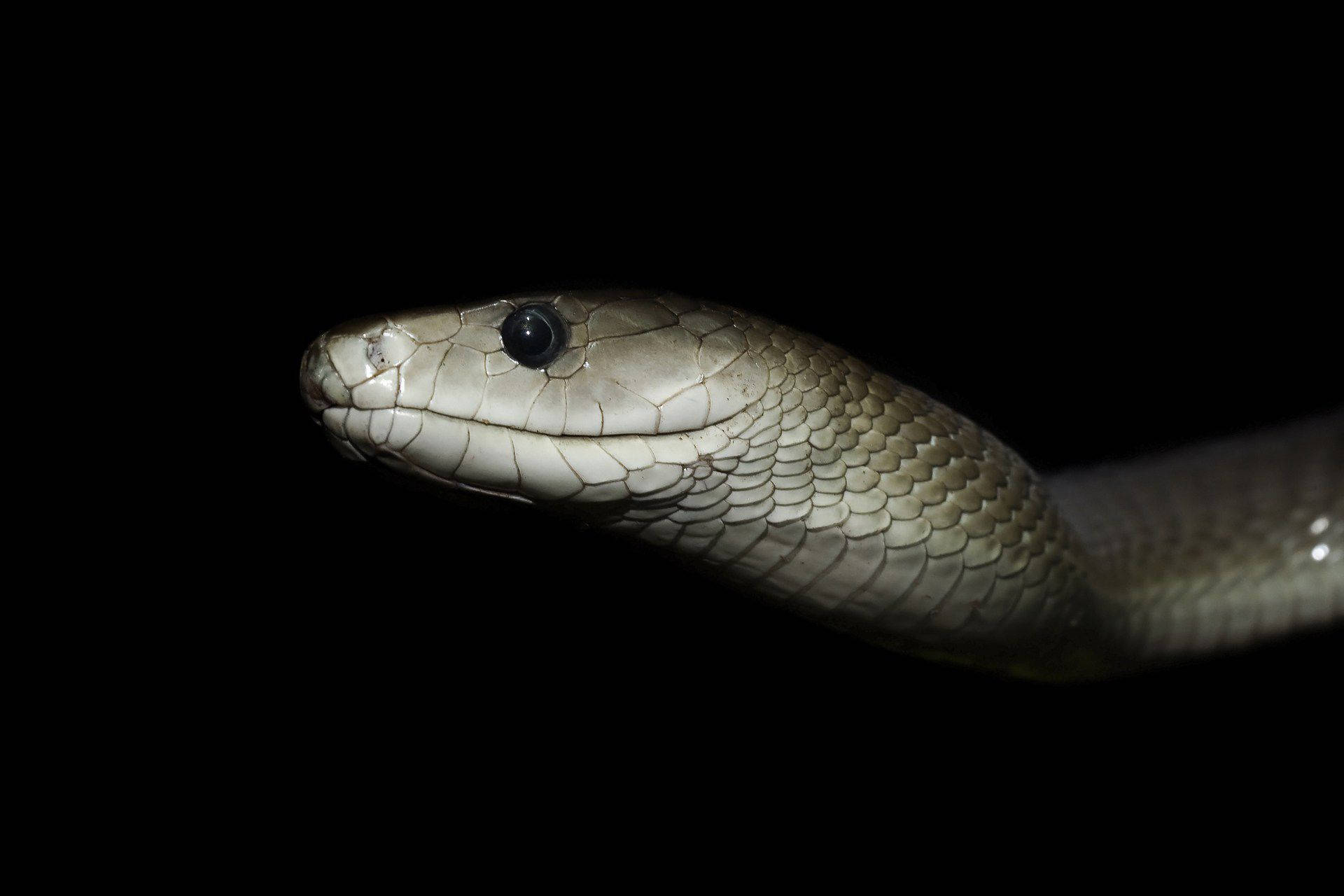 Light Gray Underside Black Mamba Snake Background