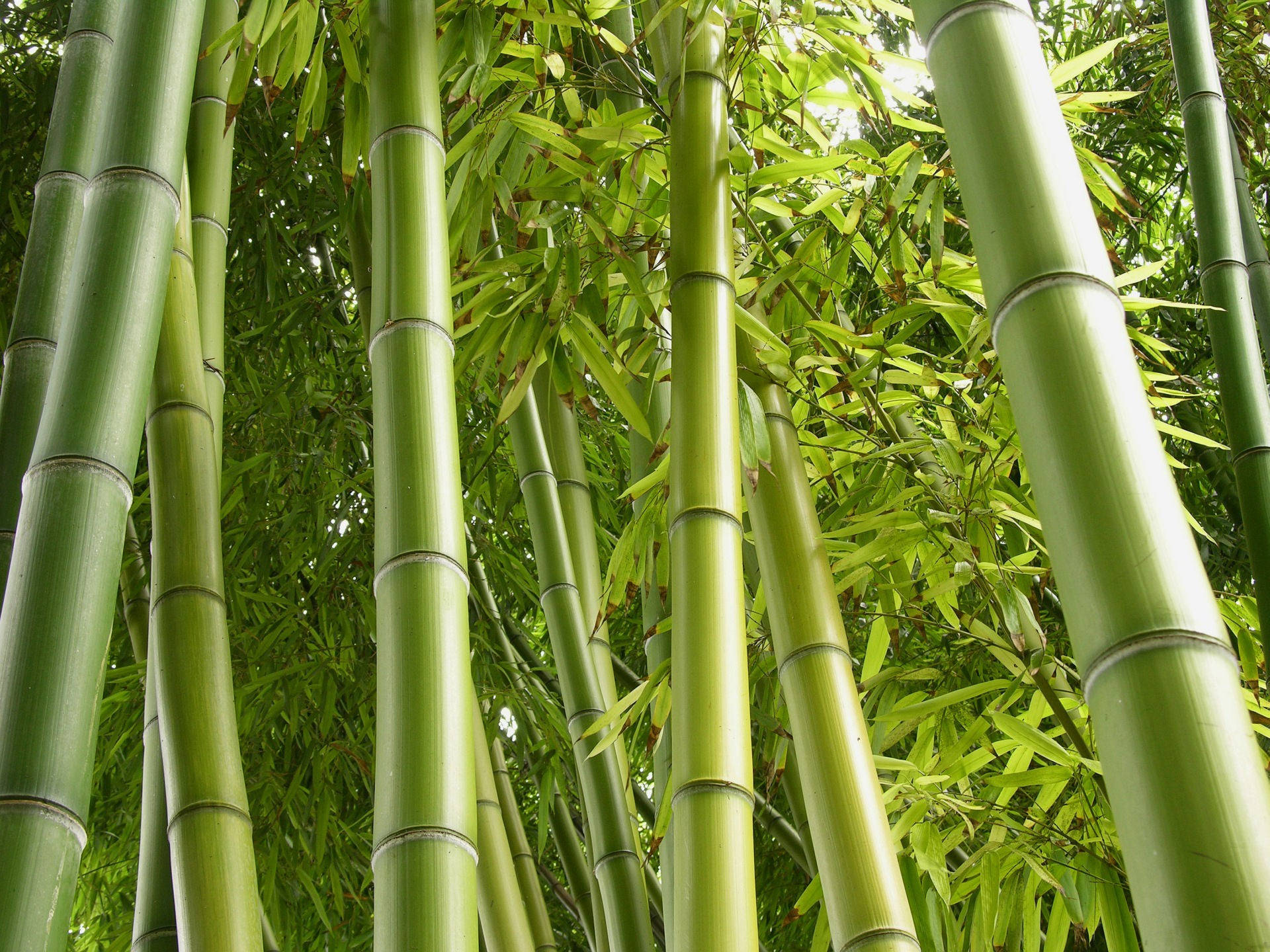 Light Green Bamboo Hd Background