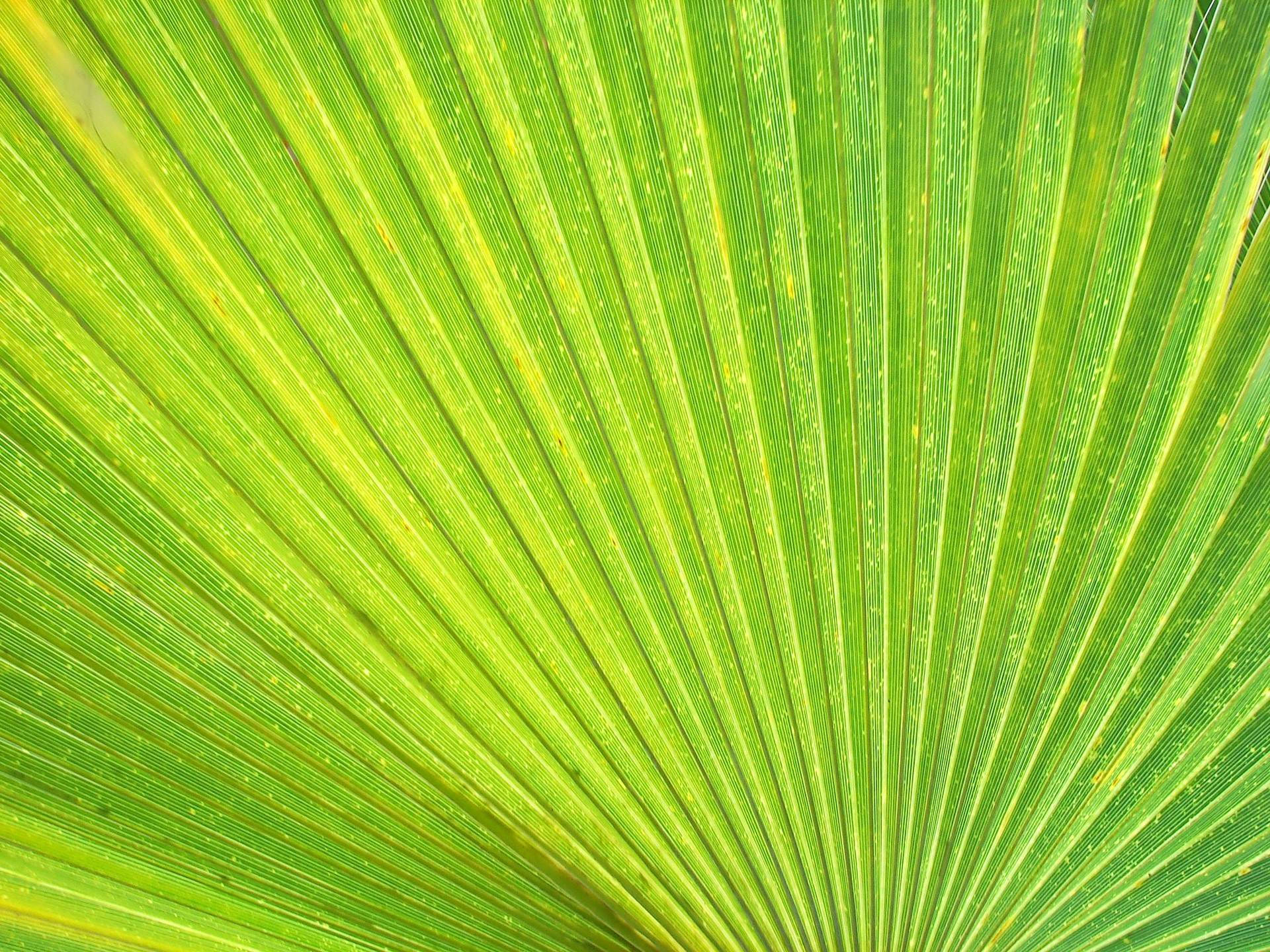 Light Green Leaf Background