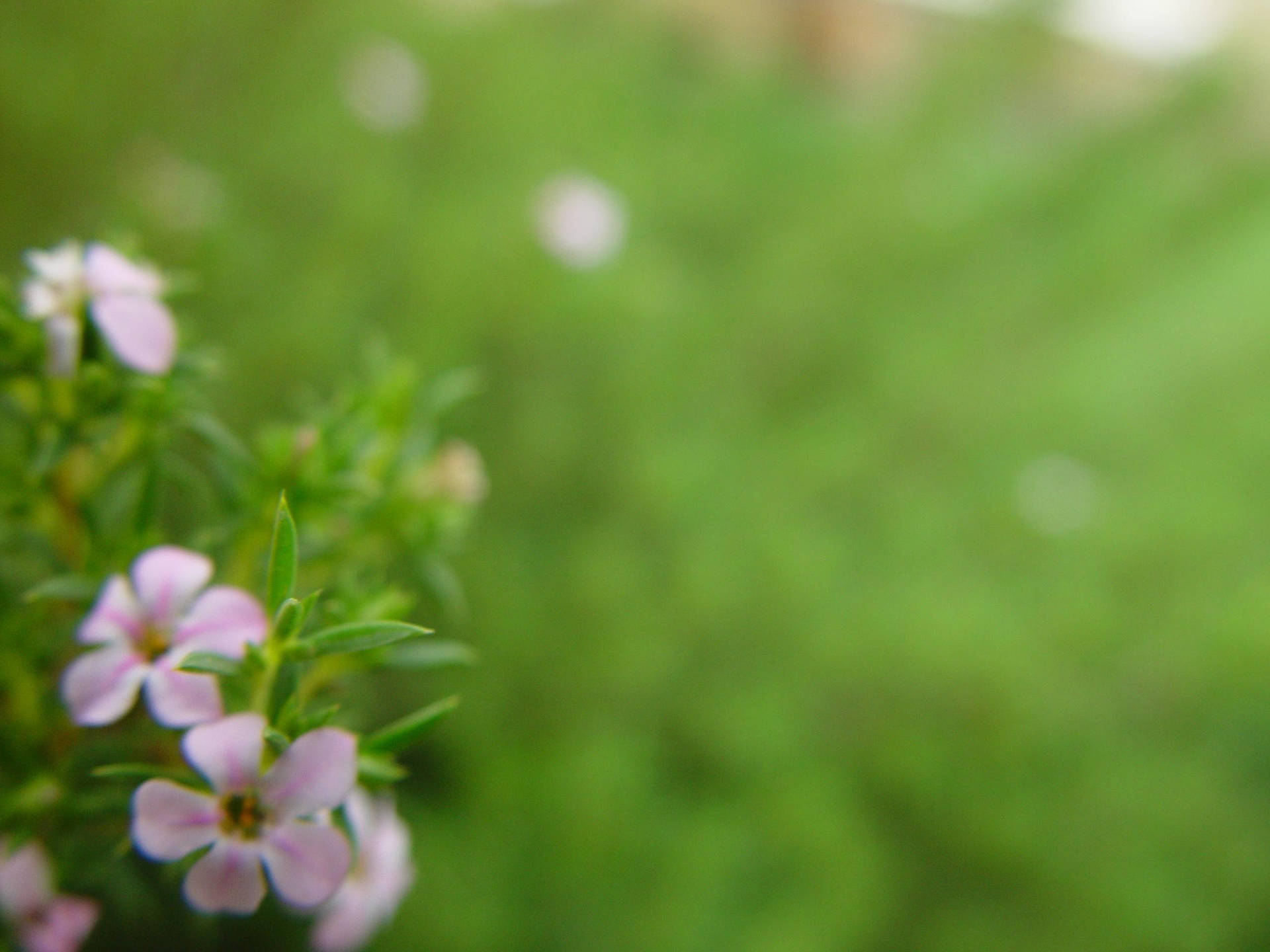 Light Green Nature