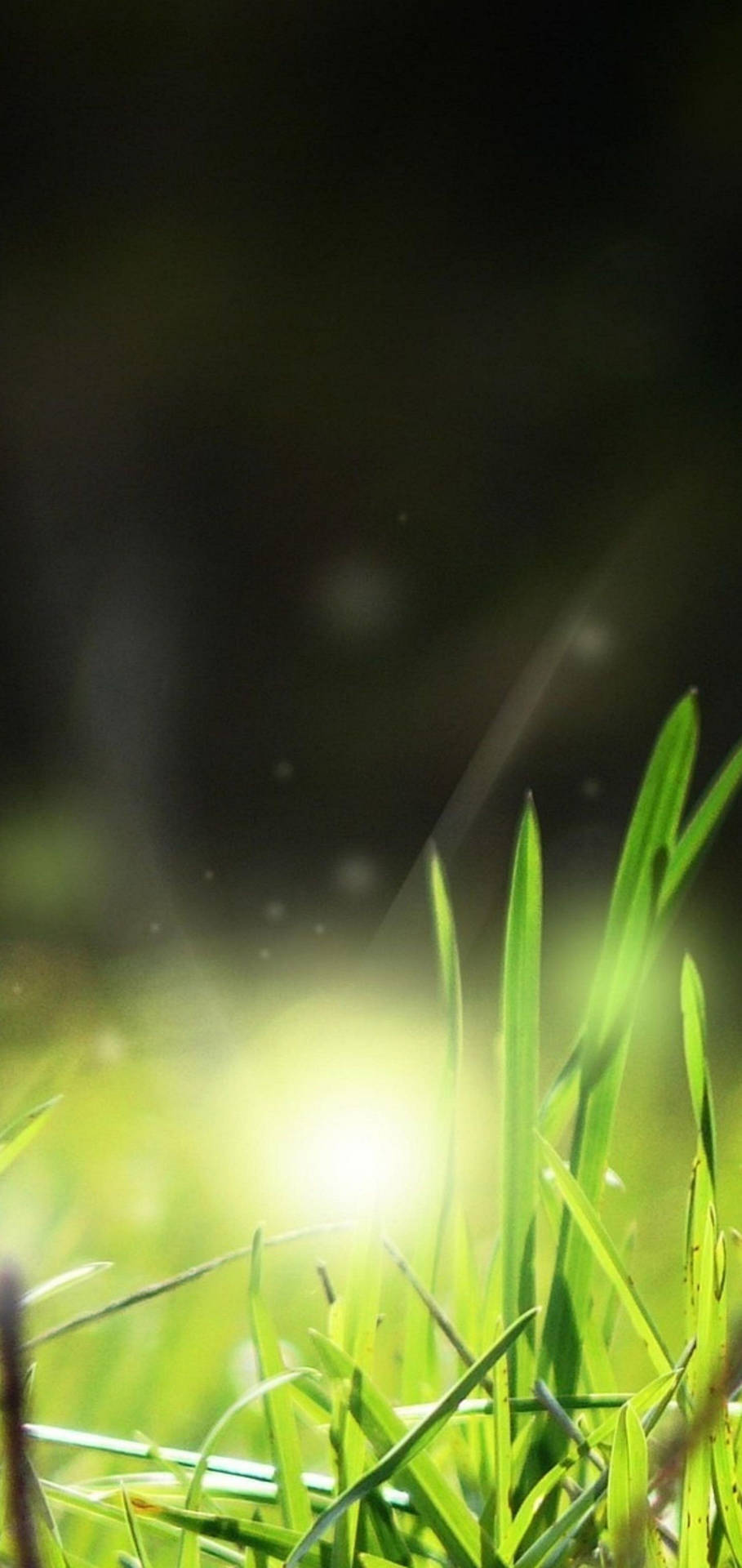 Light Green Nature Phone Background