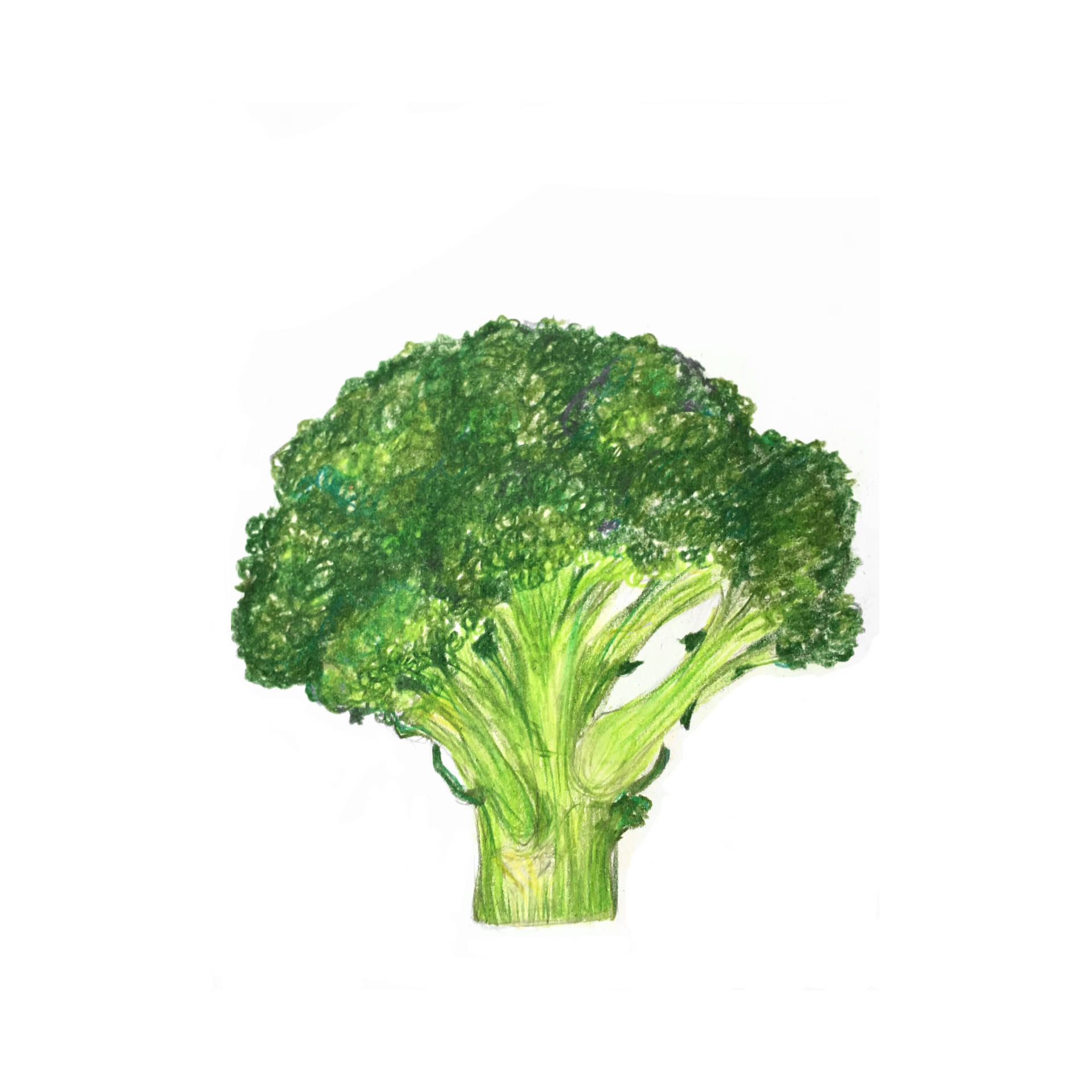 Light Green One Piece Broccoli Background