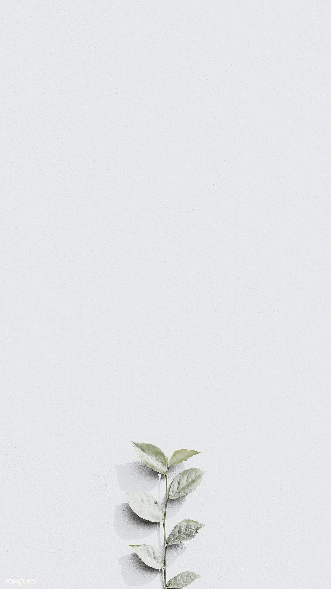 Light Grey Aesthetic Bloom Background