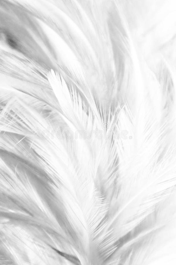 Light Grey Aesthetic Feathers Background