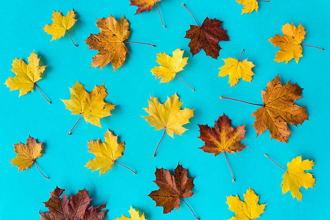 Light Orange Leaves Beautiful Autumn Desktop Background