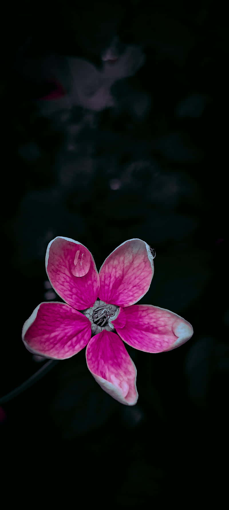 Light Orchid Black And Pink Flower Background