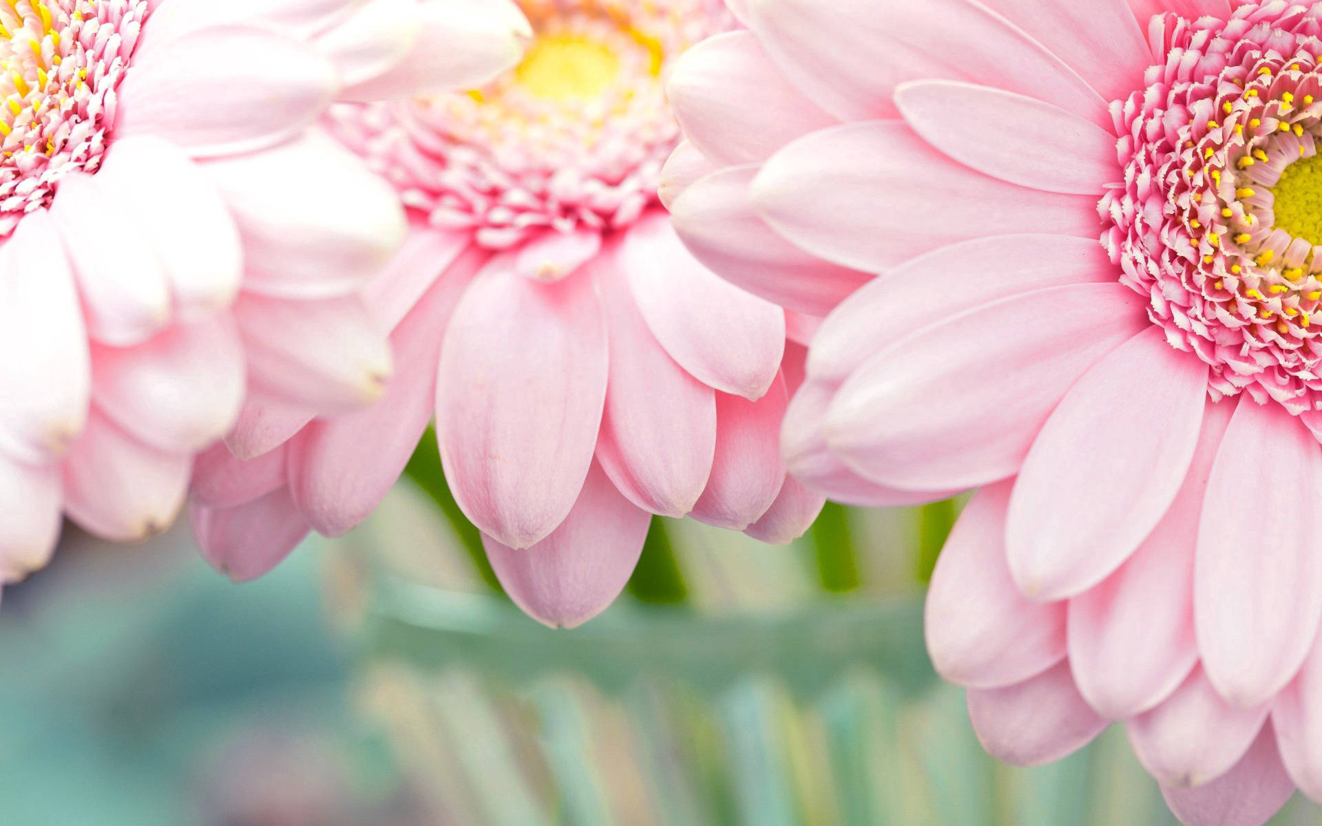 Light Pastel Pink Flower Background