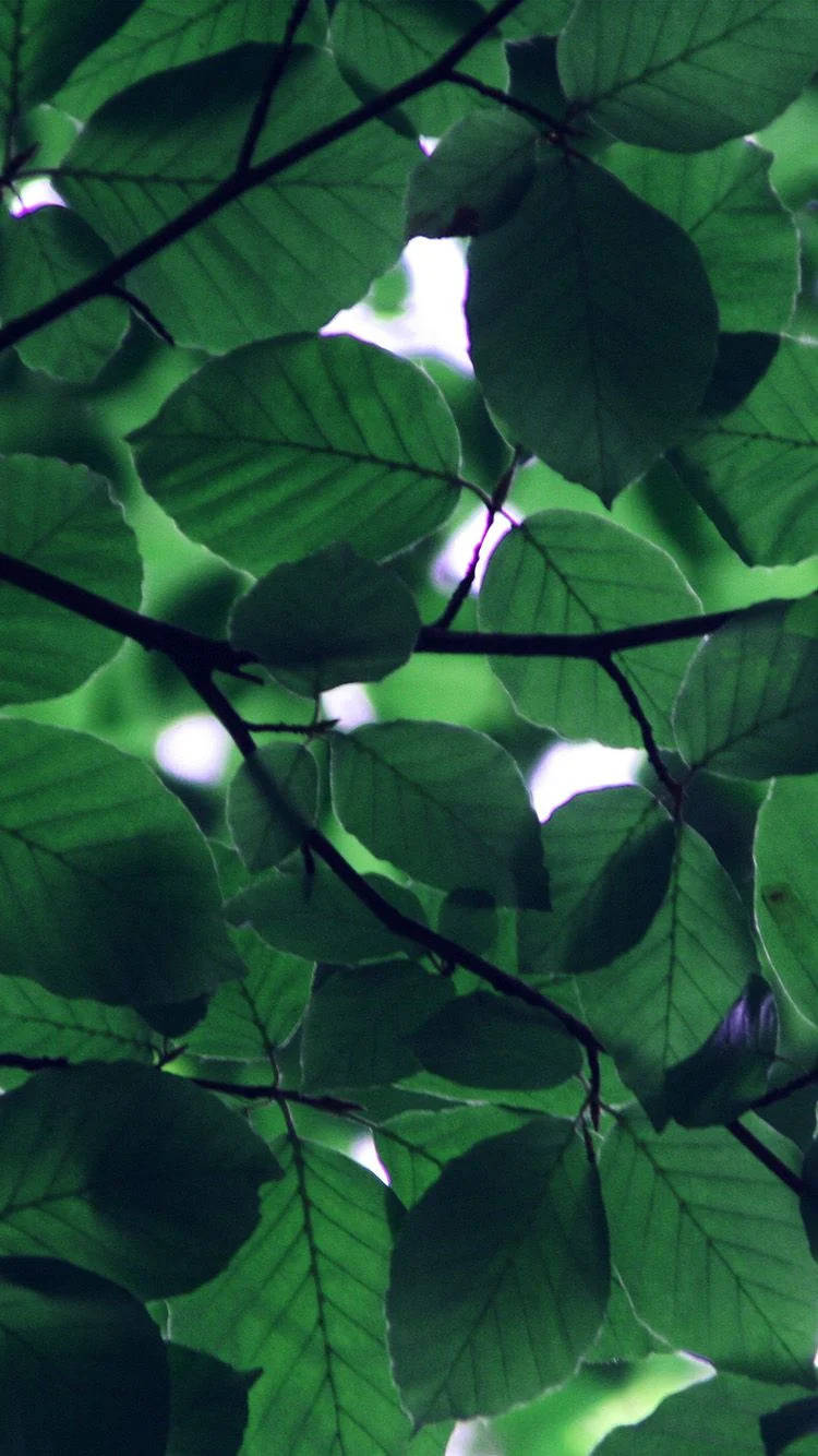 Light Peeking Through Leaves Green Iphone Background
