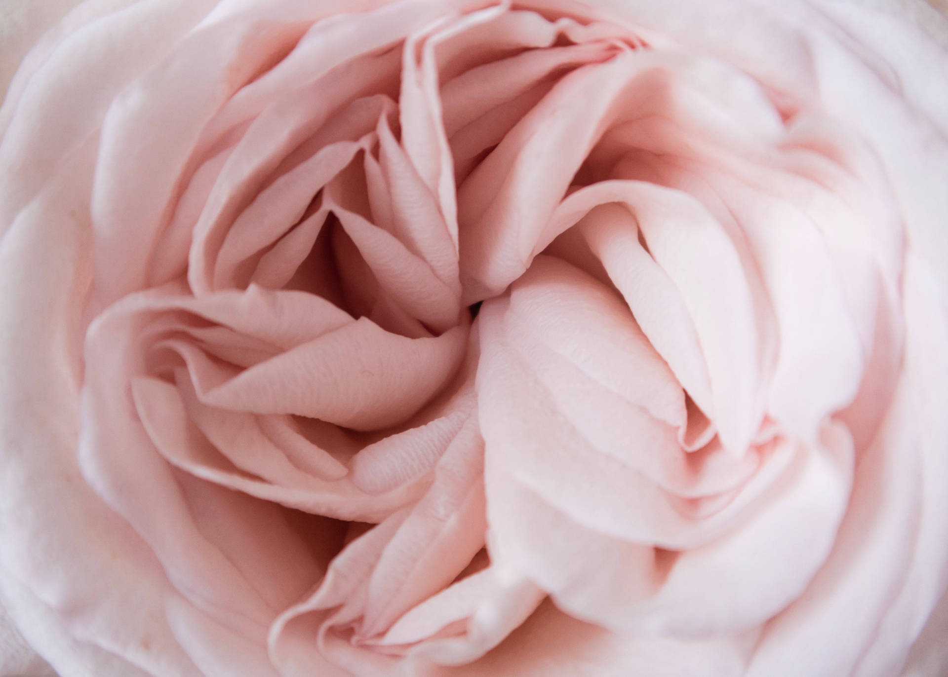 Light Pink Aesthetic Flower Background