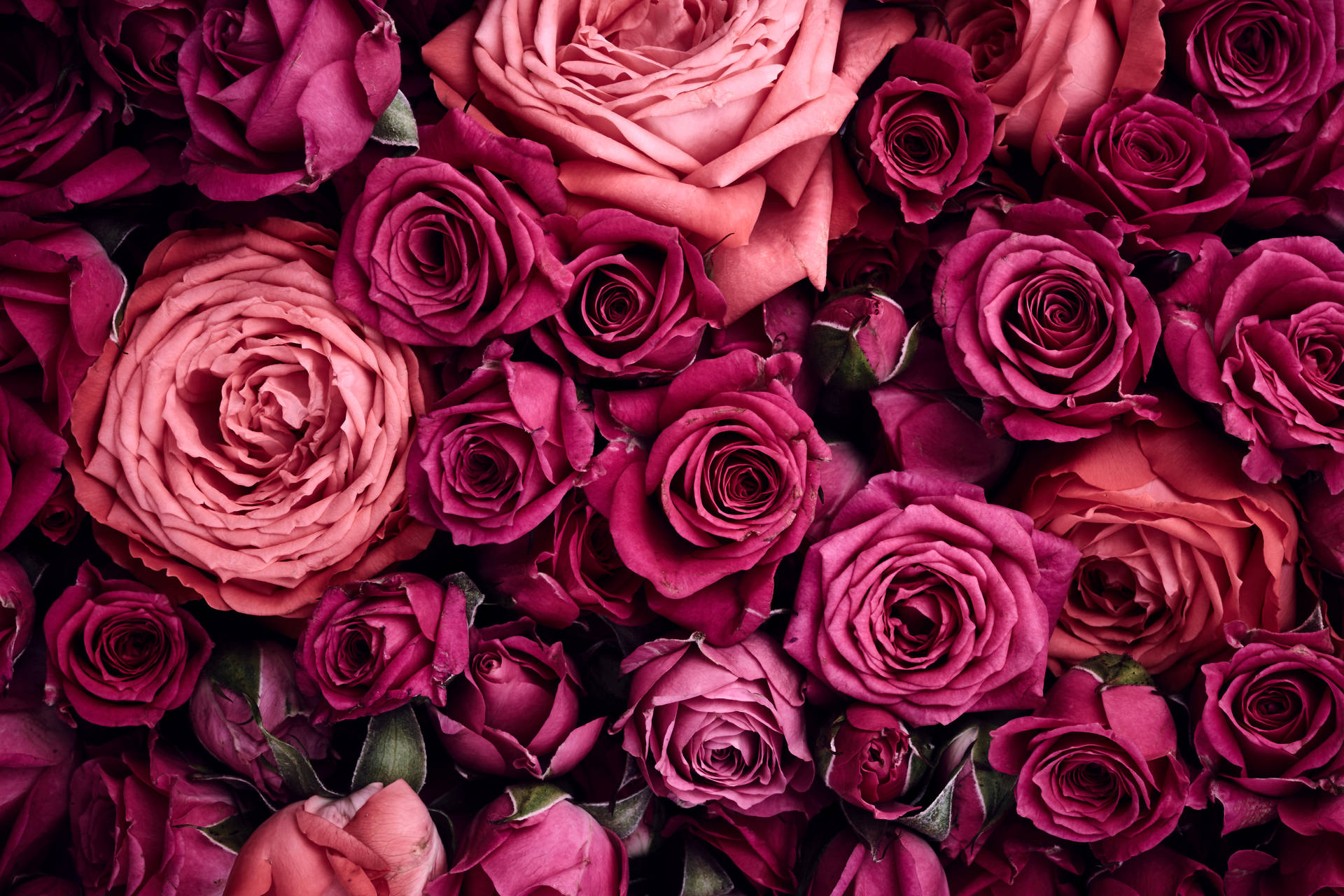 Light Pink Aesthetic Roses Background