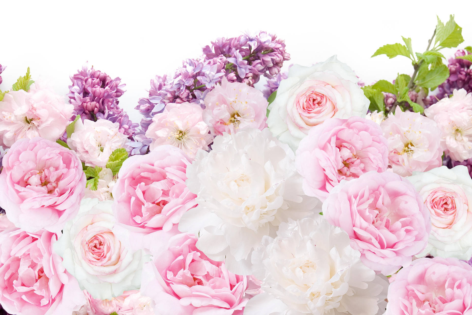 Light Pink And White Peony Flowers Background