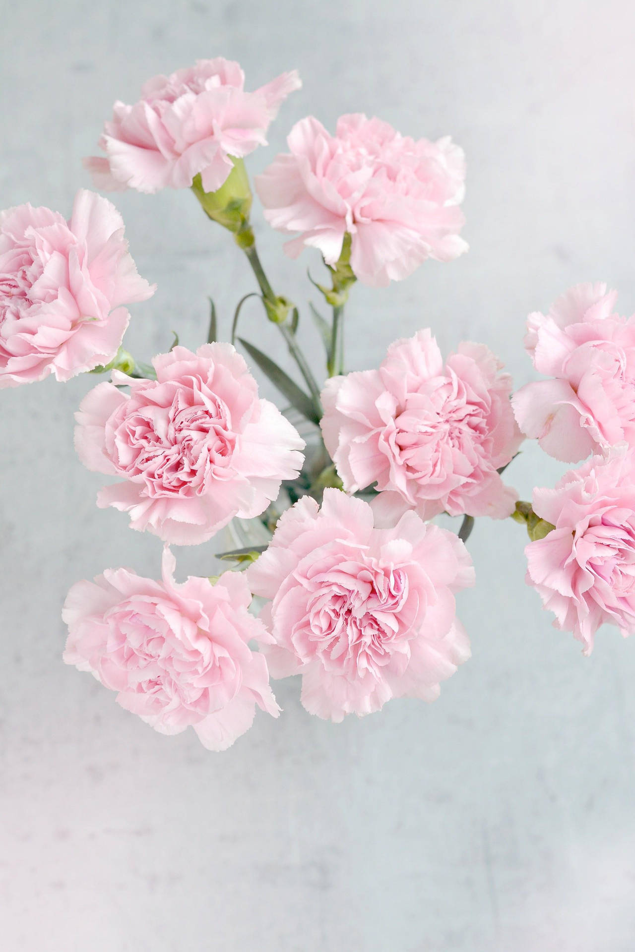 Light Pink Carnation Flowers Background