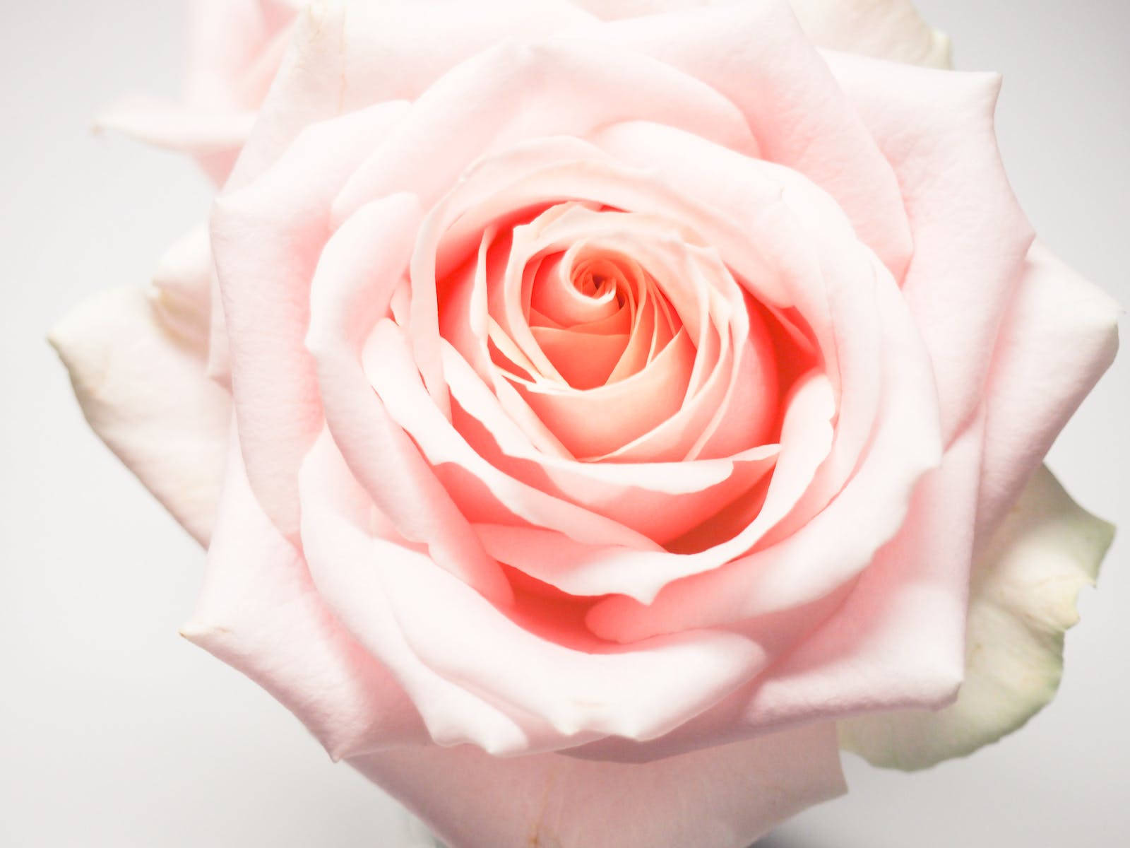 Light Pink Full Bloom Rose Hd Background