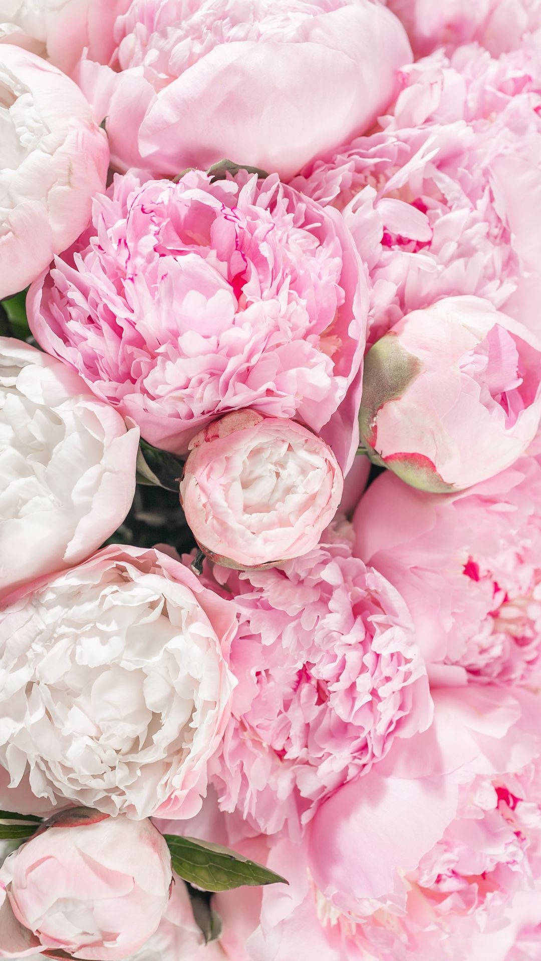 Light Pink Peony Bouquets Background