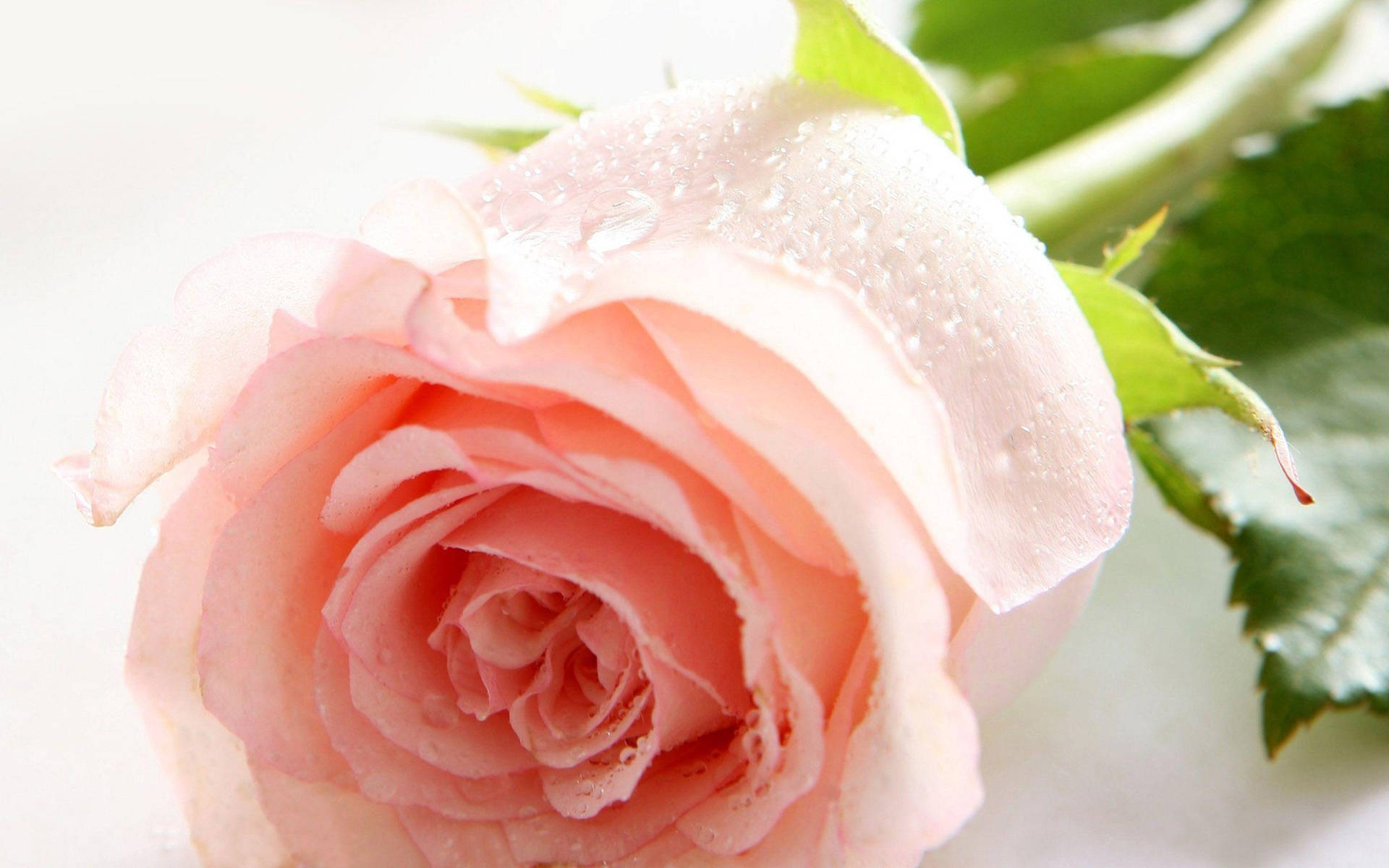 Light Pink Rose Flower Background